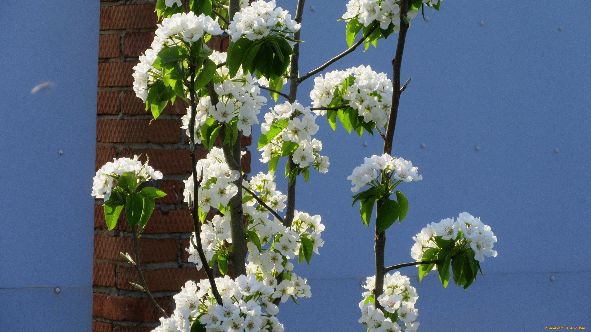цветы, цветущие, деревья, , , кустарники, весна, 2018, апрель