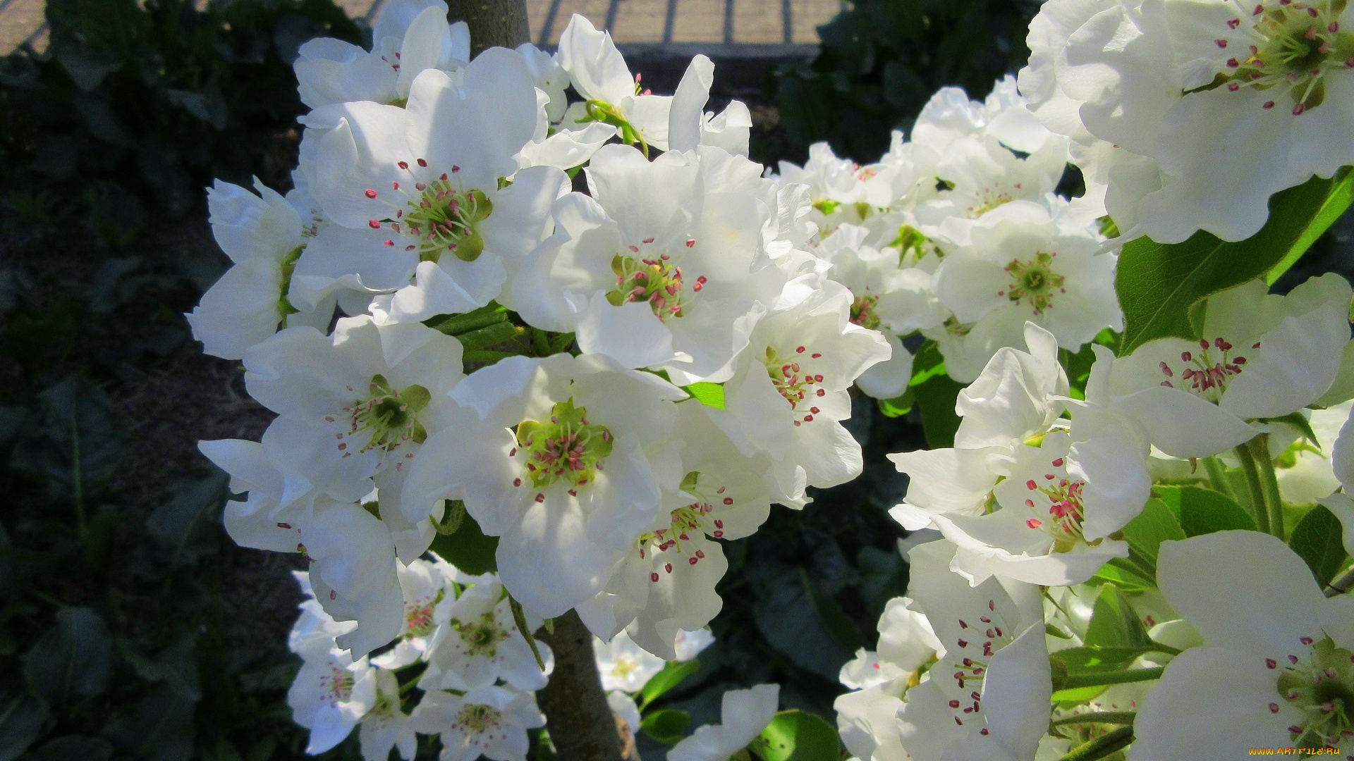 цветы, цветущие, деревья, , , кустарники, весна, 2018, апрель