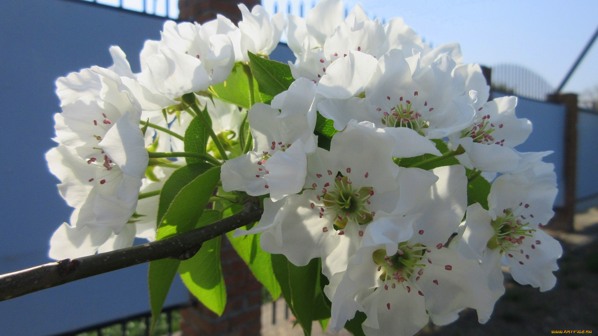 цветы, цветущие, деревья, , , кустарники, весна, 2018, апрель