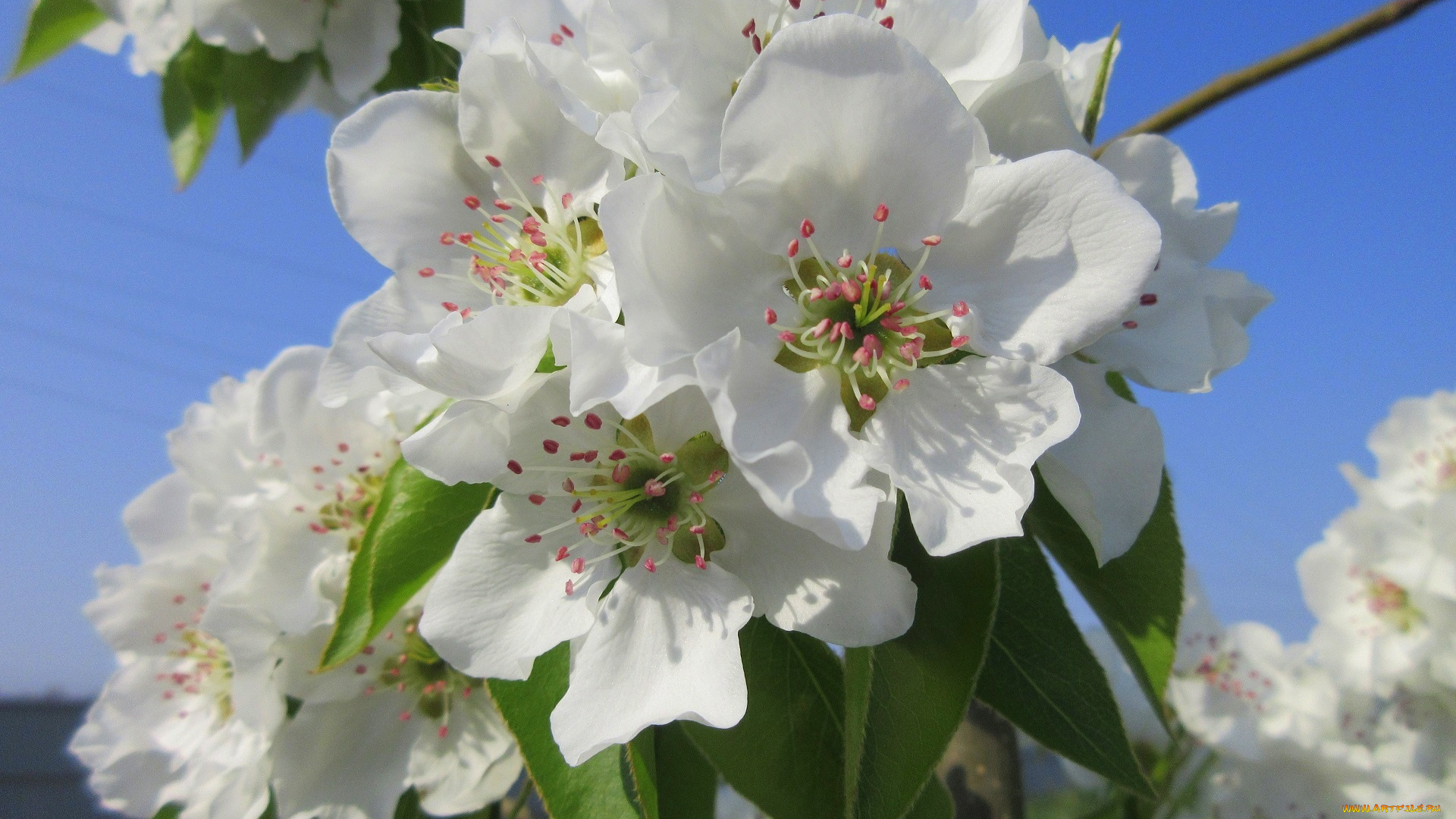 цветы, цветущие, деревья, , , кустарники, весна, 2018, апрель