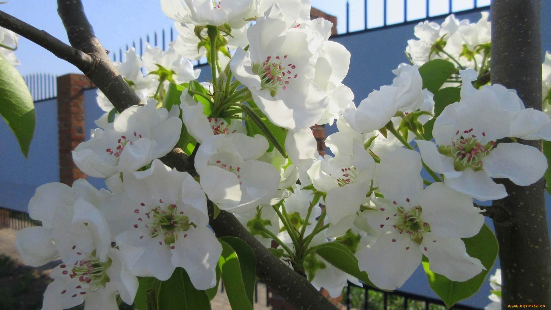 цветы, цветущие, деревья, , , кустарники, весна, 2018, апрель