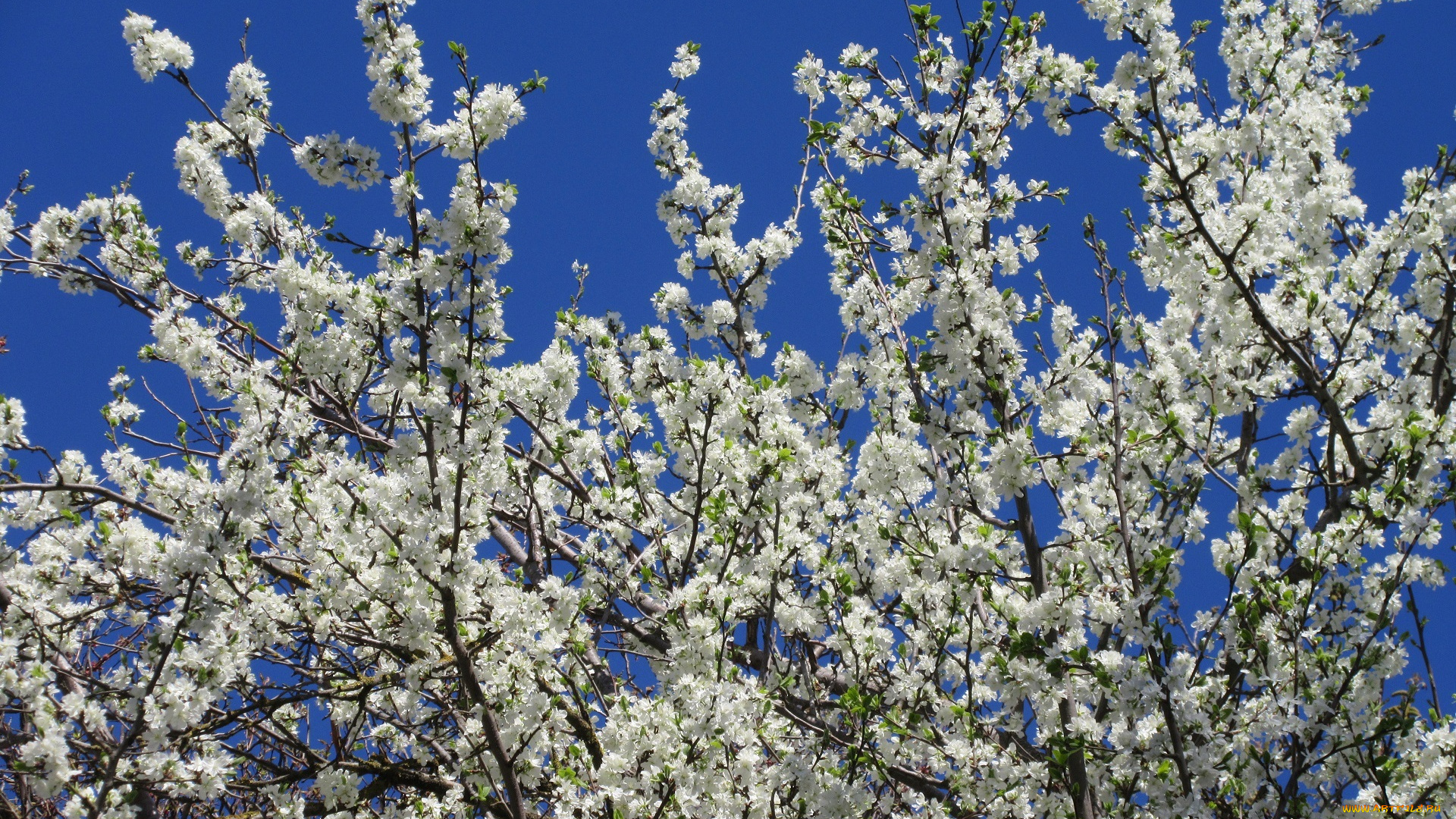 цветы, цветущие, деревья, , , кустарники, весна, 2018, апрель