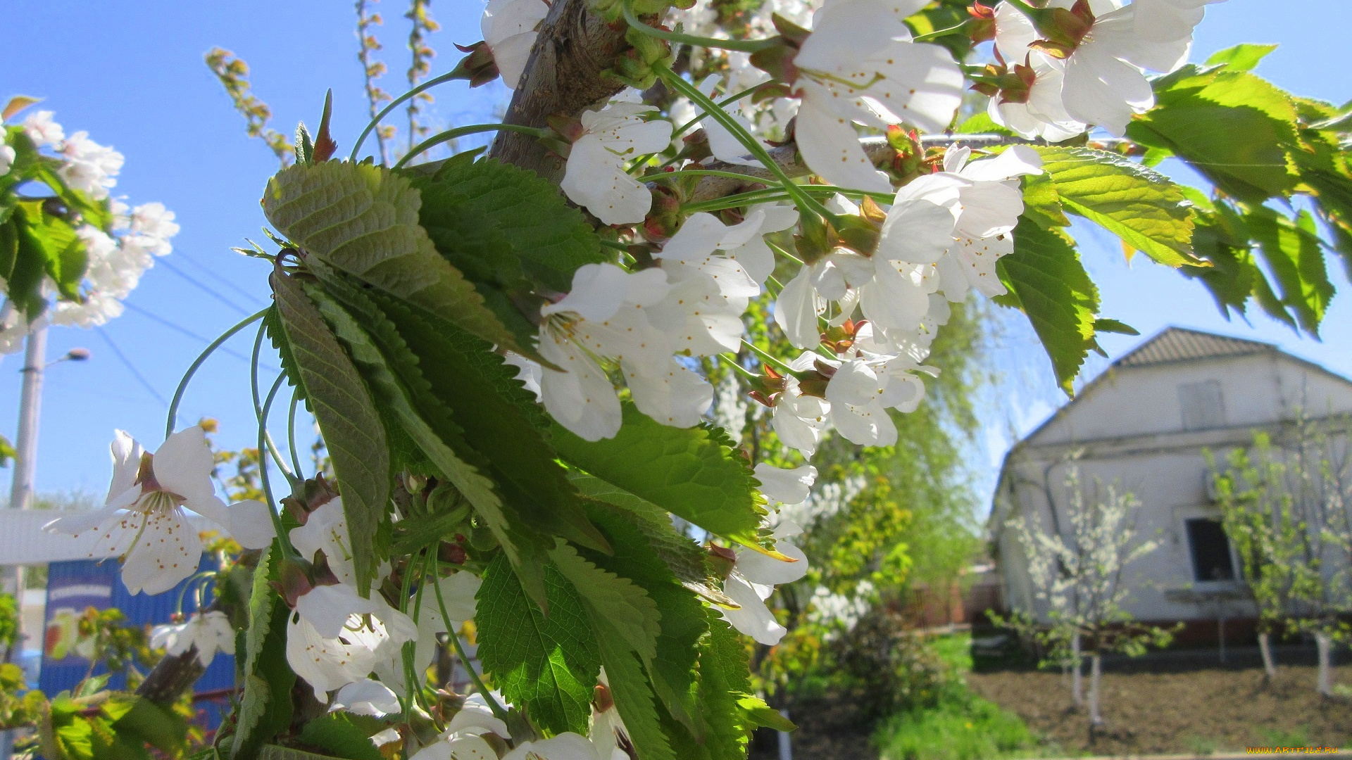 цветы, цветущие, деревья, , , кустарники, весна, 2018, апрель