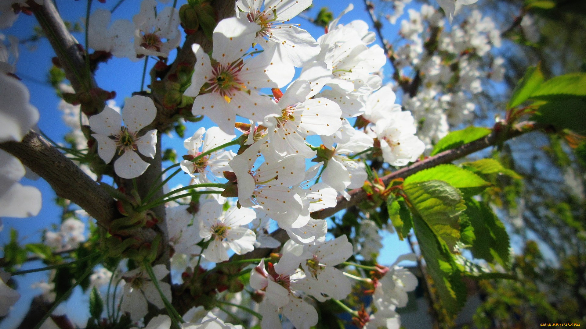 цветы, цветущие, деревья, , , кустарники, весна, 2018, апрель