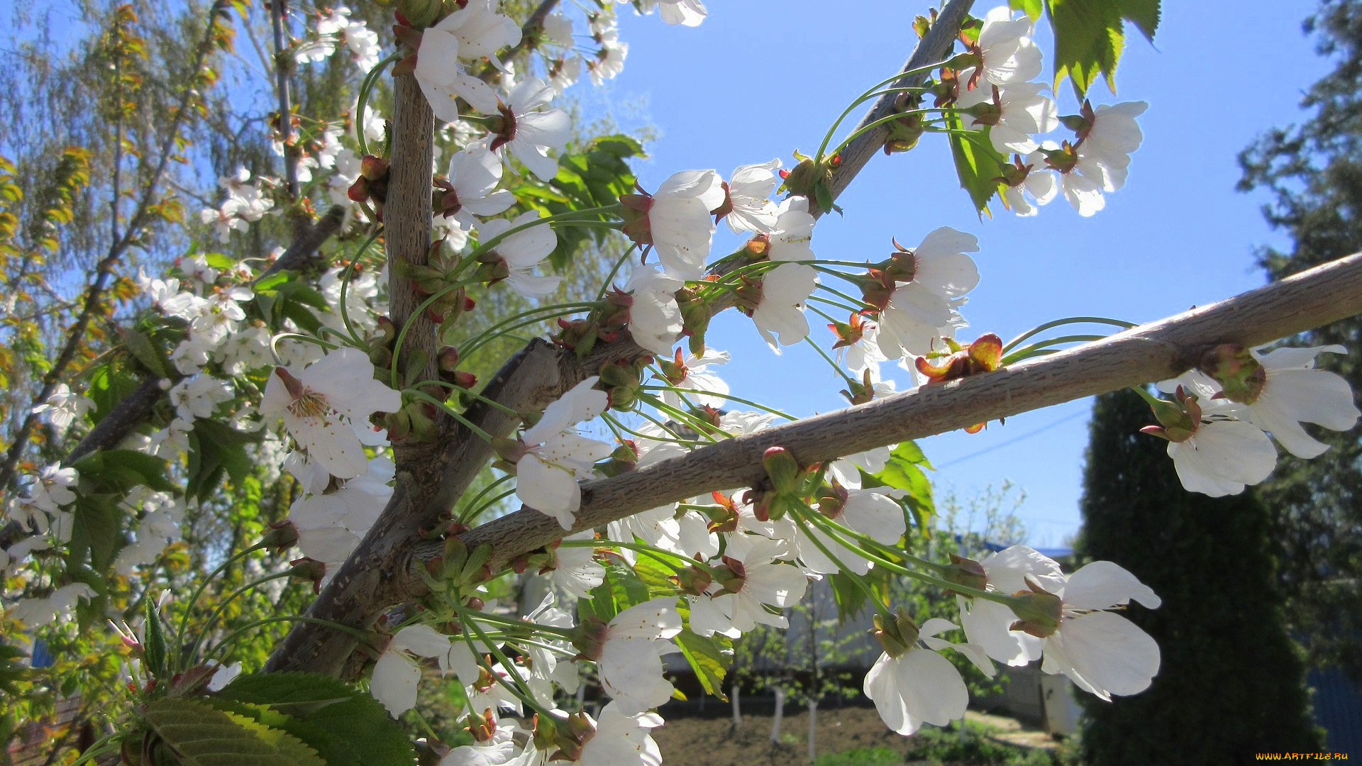 цветы, цветущие, деревья, , , кустарники, весна, 2018, апрель