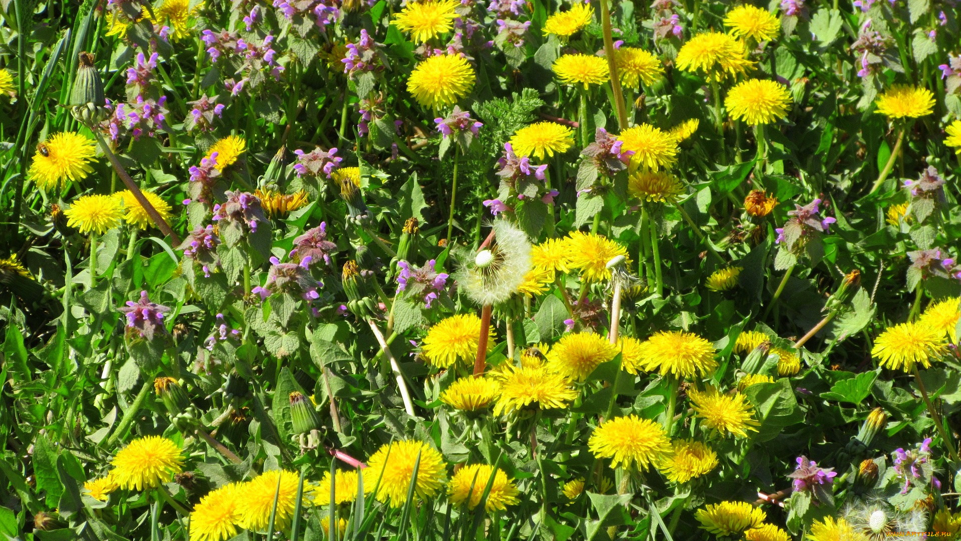 цветы, луговые, , полевые, , цветы, весна, 2018, апрель