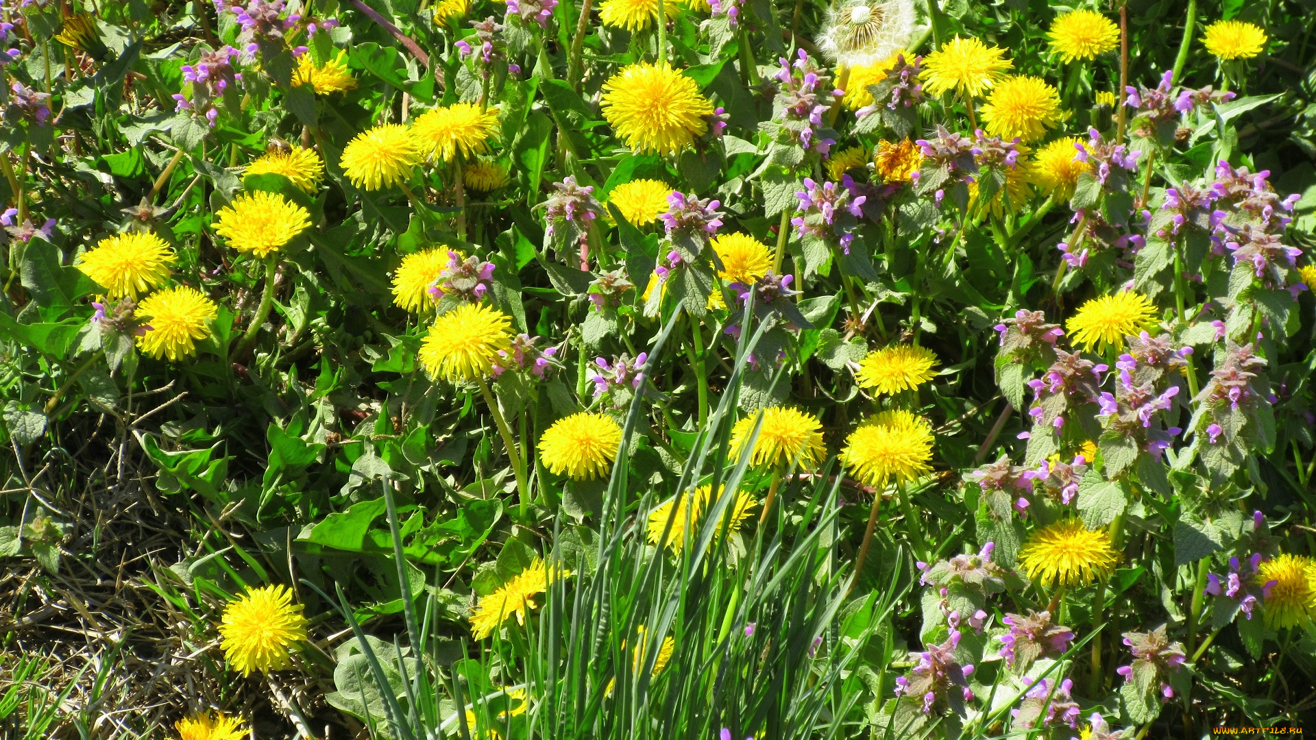 цветы, луговые, , полевые, , цветы, весна, 2018, апрель