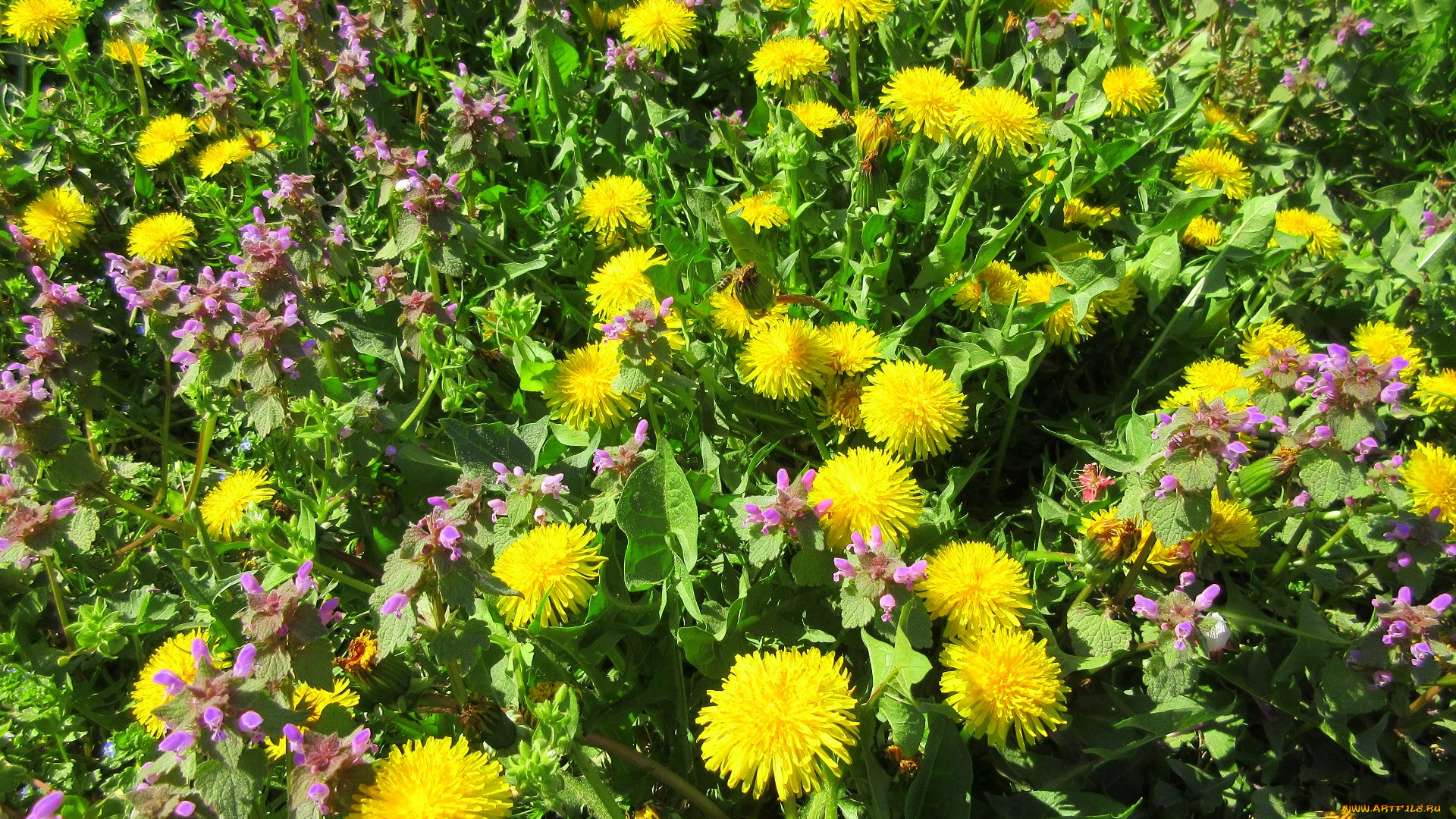 цветы, луговые, , полевые, , цветы, весна, 2018, апрель