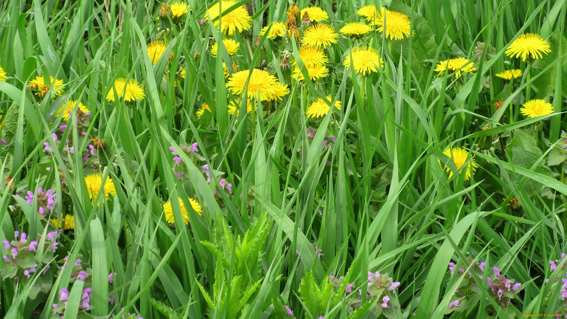цветы, одуванчики, весна, 2018, апрель