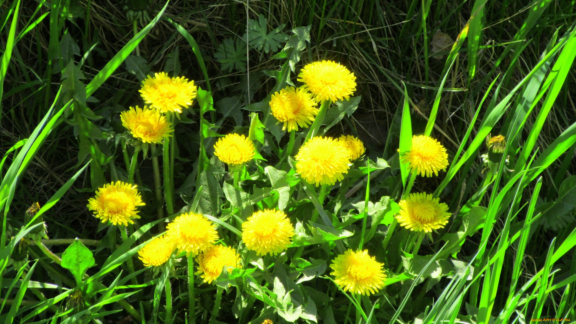 цветы, одуванчики, весна, 2018, апрель