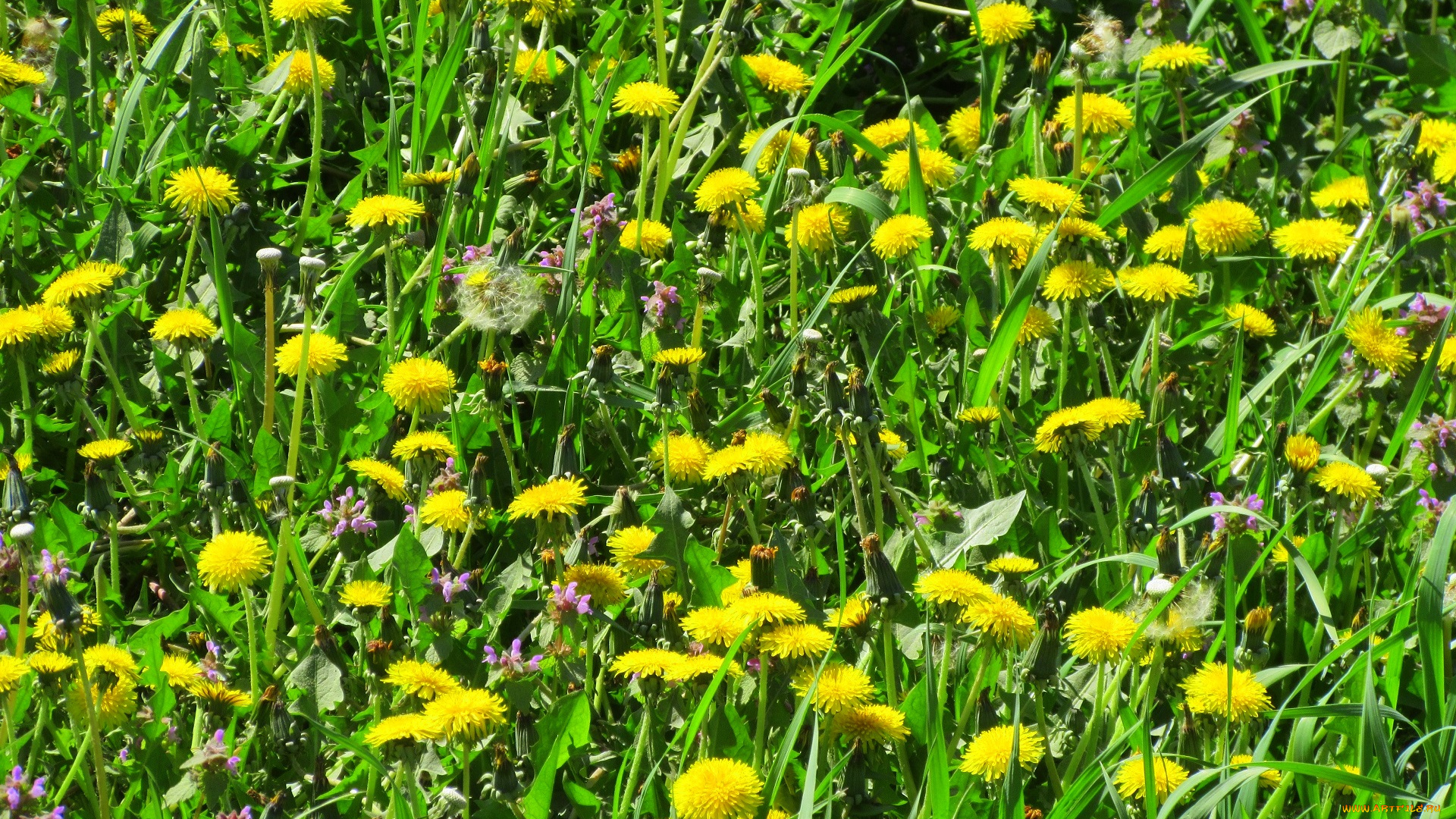 цветы, одуванчики, весна, 2018, апрель