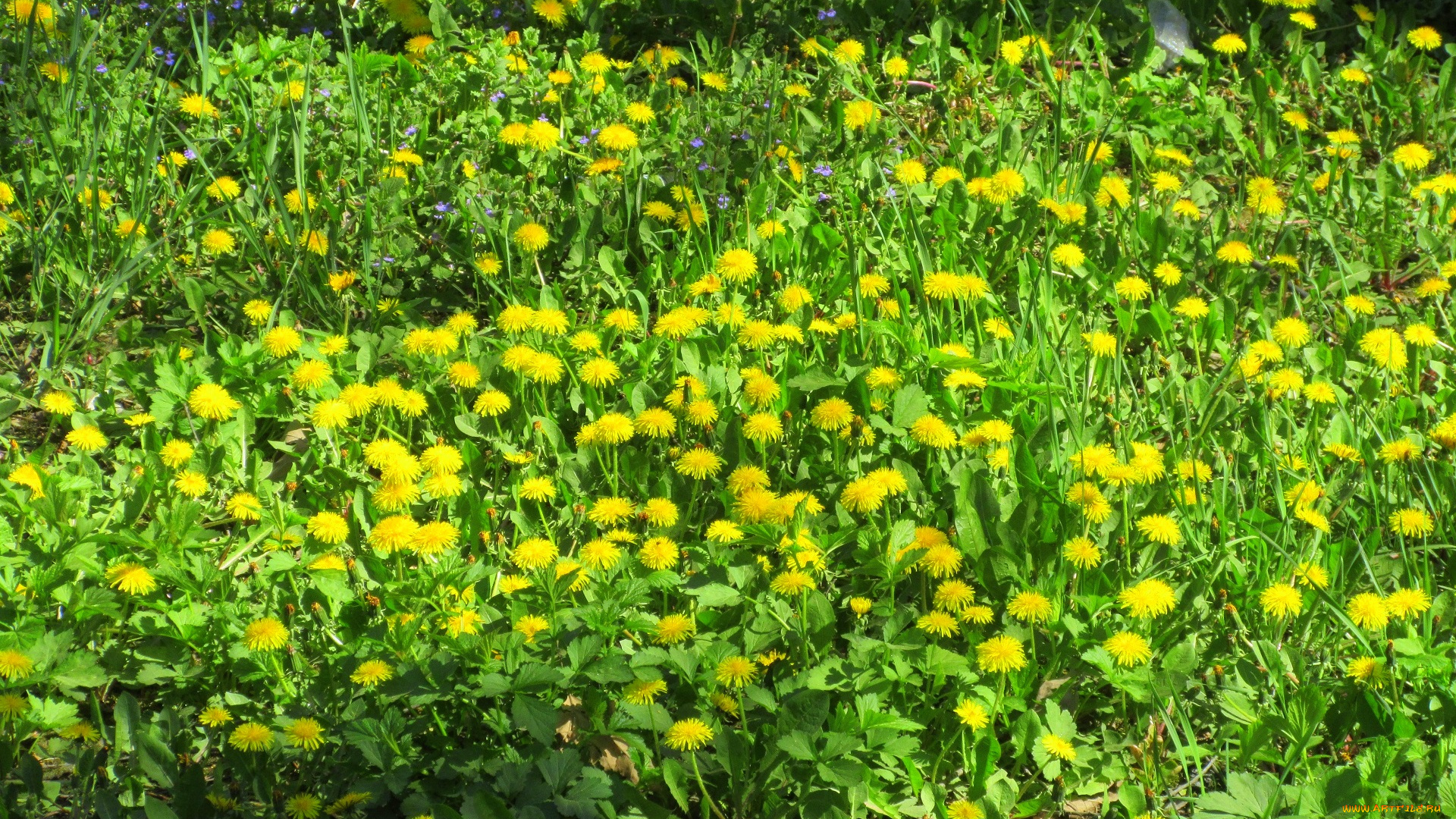 цветы, одуванчики, весна, 2018, апрель