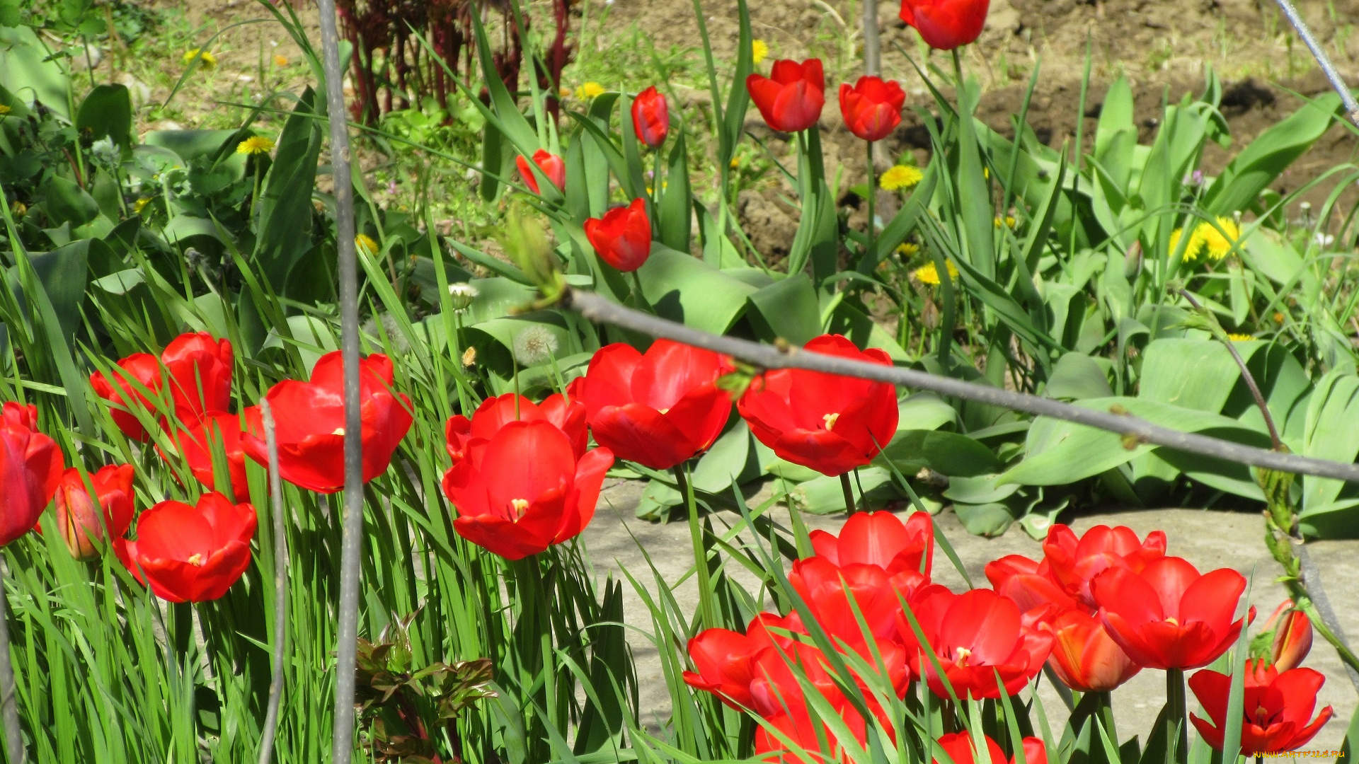цветы, тюльпаны, весна, 2018, апрель