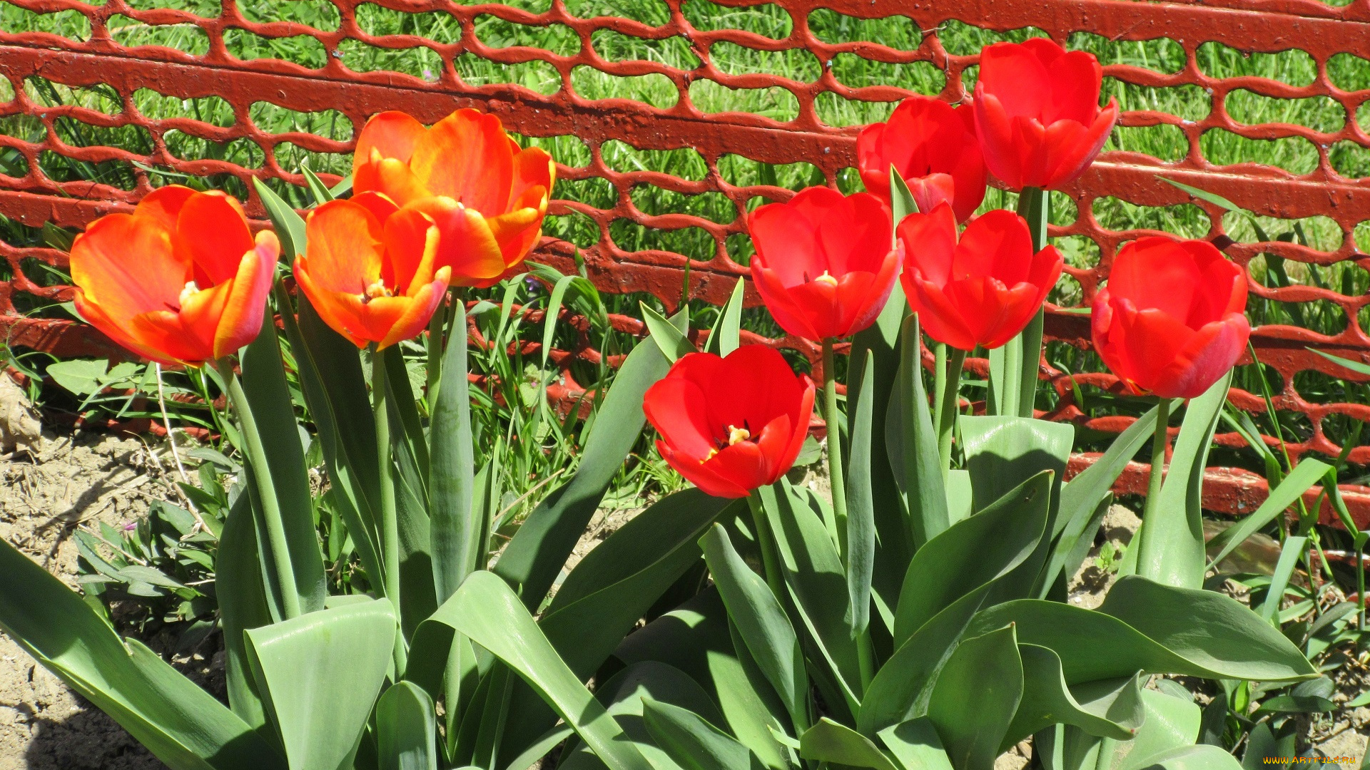 цветы, тюльпаны, весна, 2018, апрель