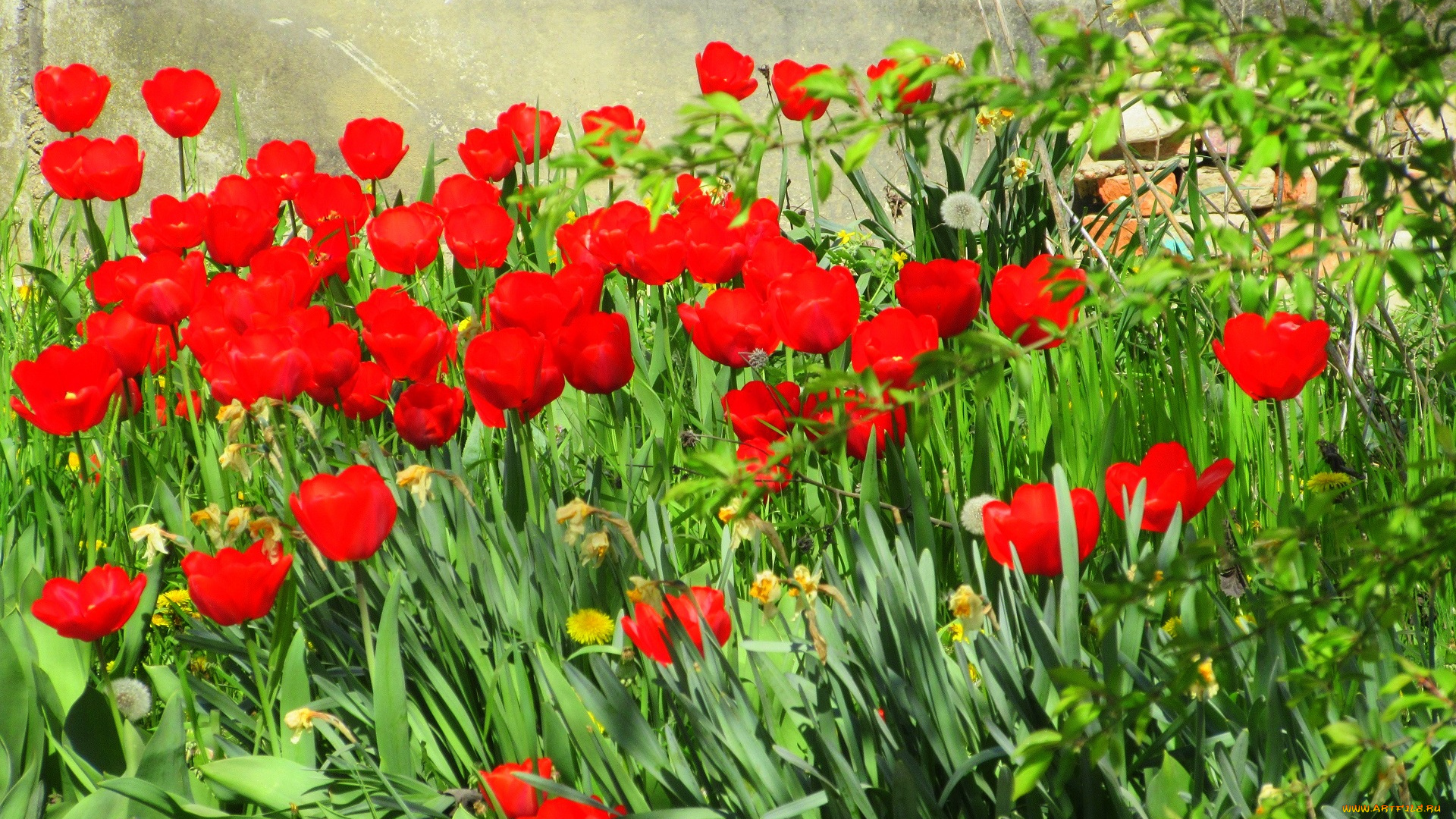 цветы, тюльпаны, весна, 2018, апрель