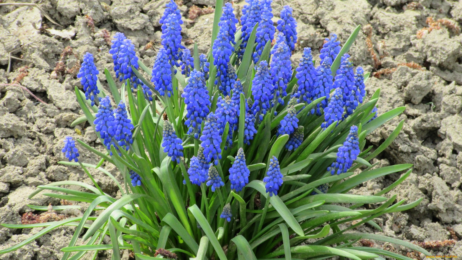 цветы, весна, 2018, апрель