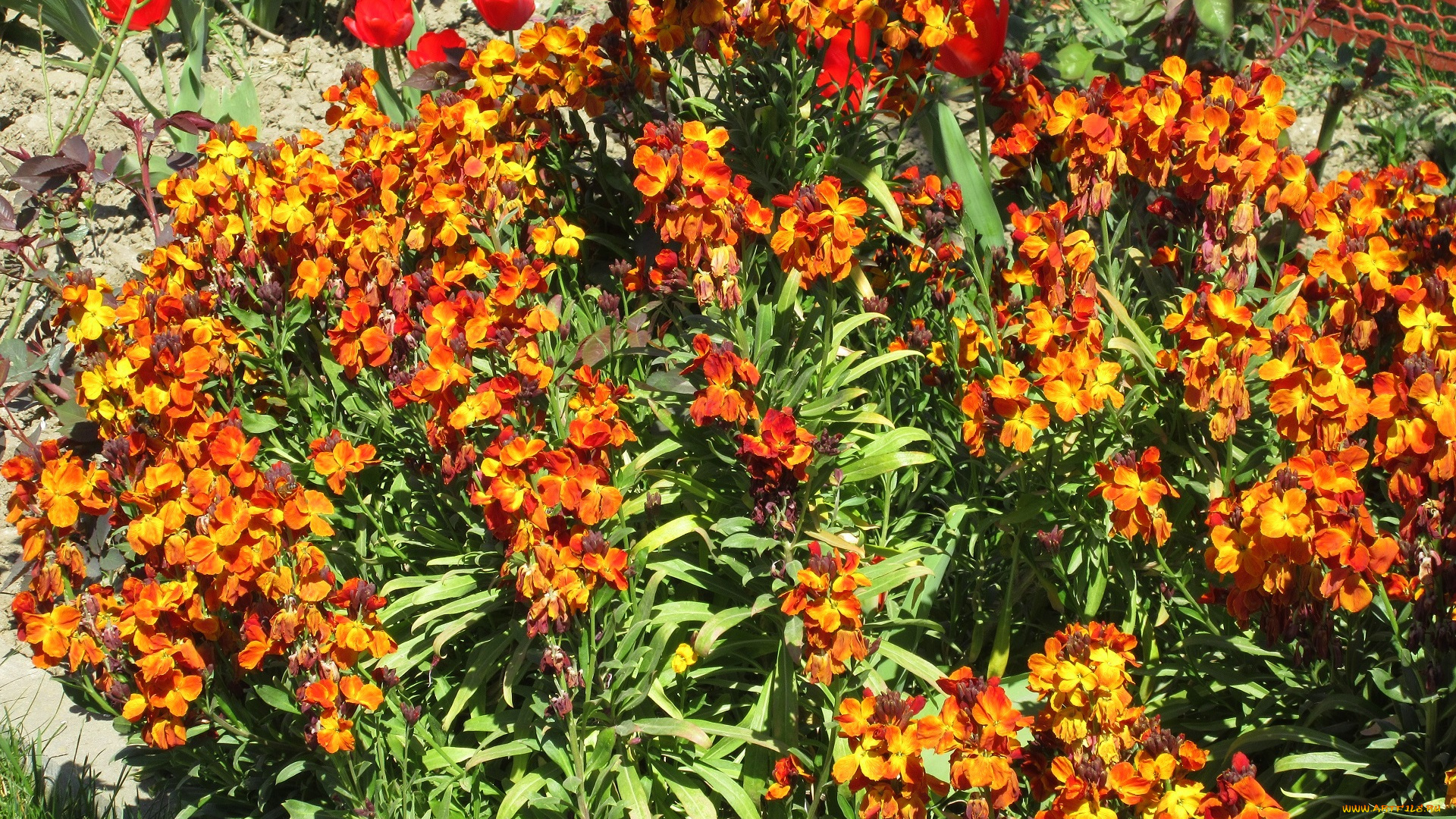 цветы, весна, 2018, апрель