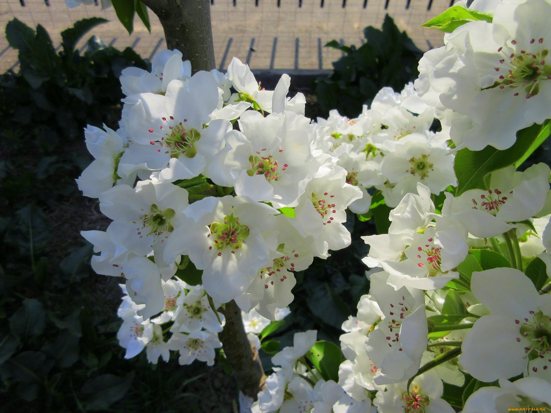 цветы, цветущие, деревья, , , кустарники, весна, 2018, апрель