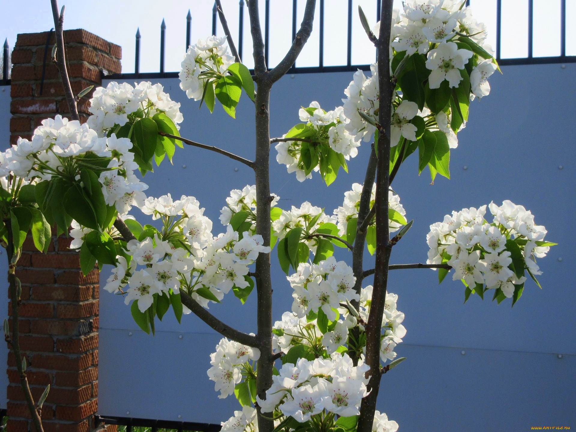 цветы, цветущие, деревья, , , кустарники, весна, 2018, апрель