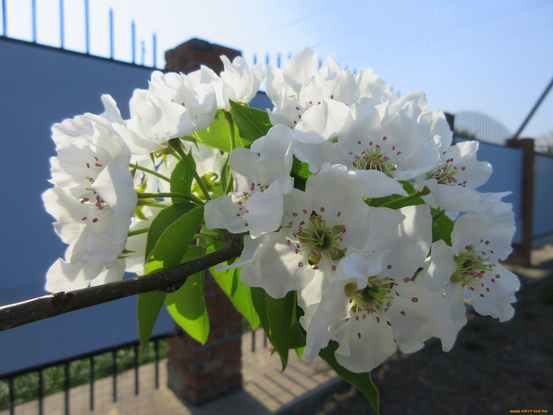 цветы, цветущие, деревья, , , кустарники, весна, 2018, апрель