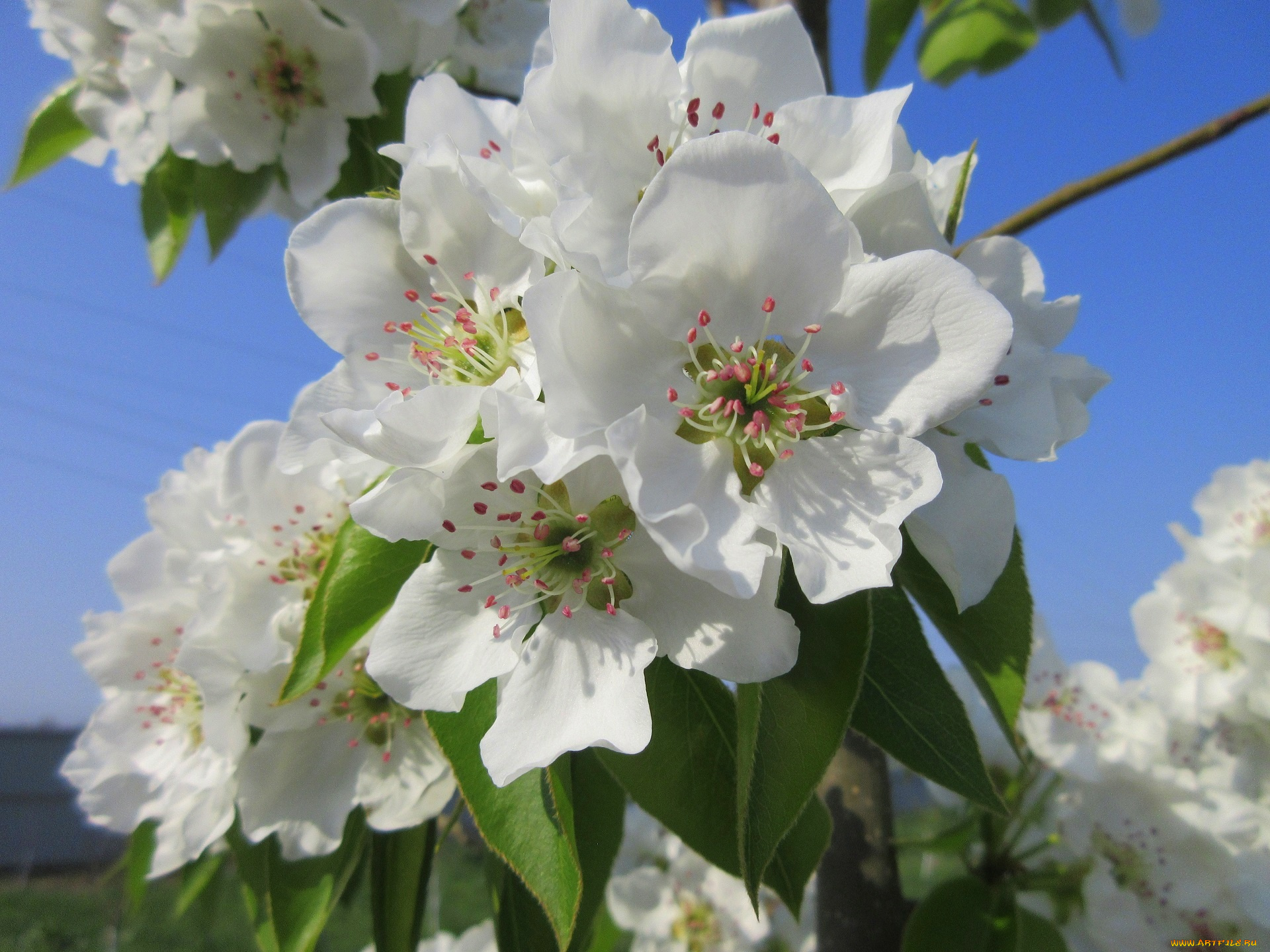 цветы, цветущие, деревья, , , кустарники, весна, 2018, апрель
