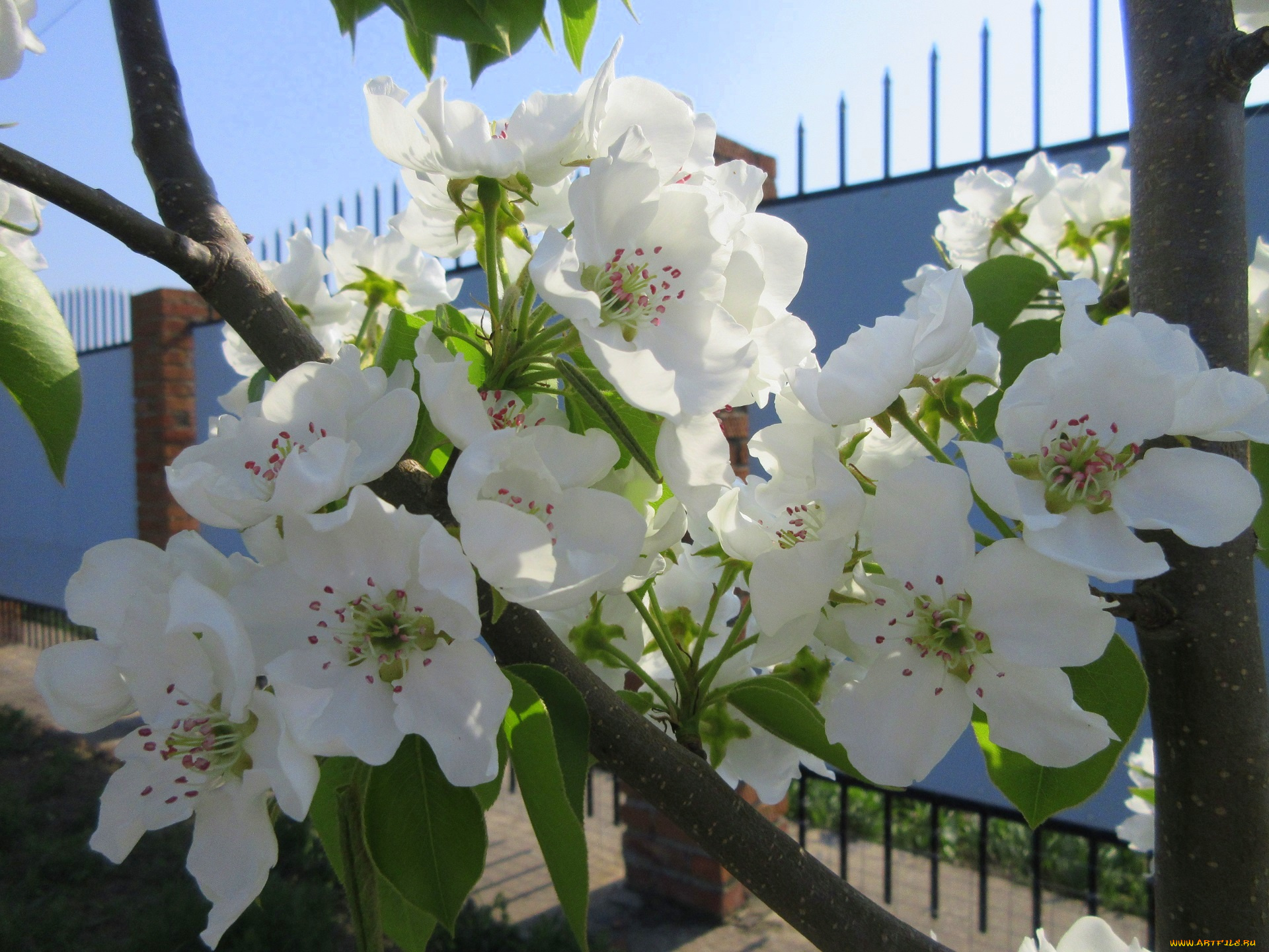 цветы, цветущие, деревья, , , кустарники, весна, 2018, апрель
