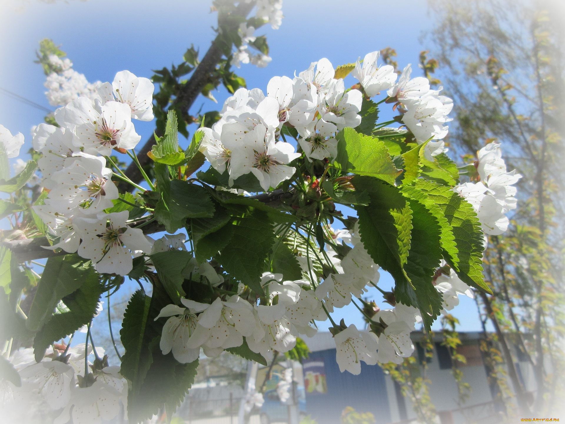 цветы, цветущие, деревья, , , кустарники, весна, 2018, апрель