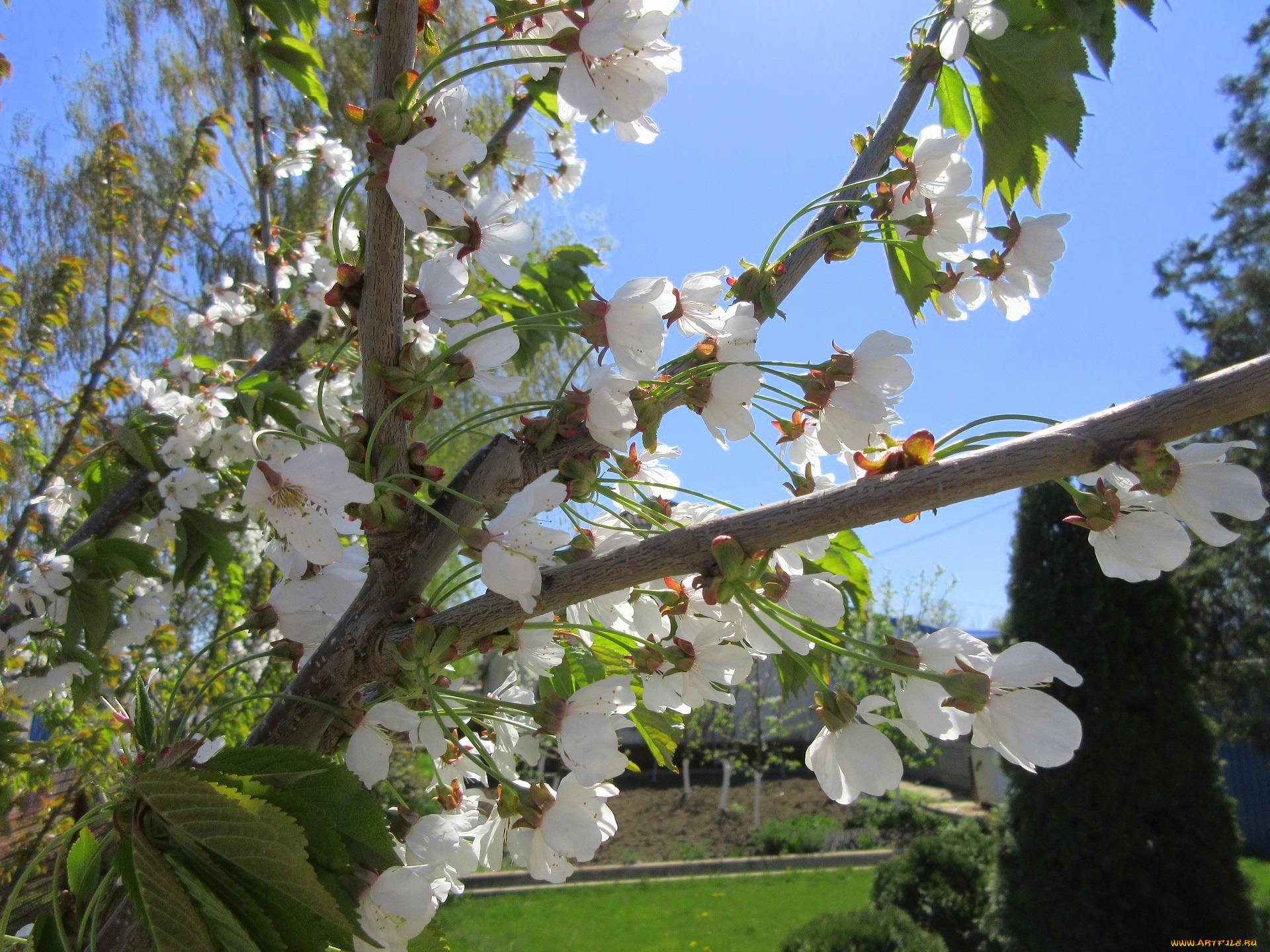 цветы, цветущие, деревья, , , кустарники, весна, 2018, апрель