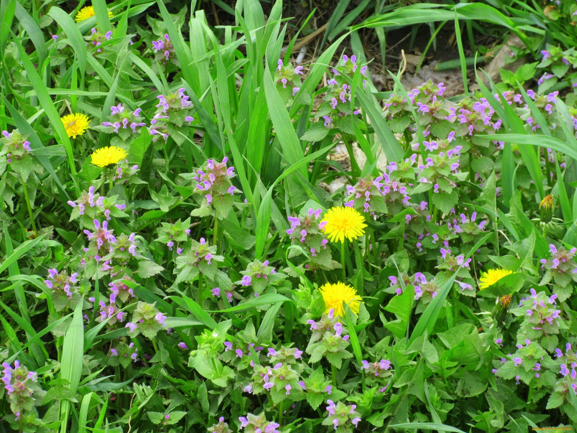 цветы, луговые, , полевые, , цветы, весна, 2018, апрель