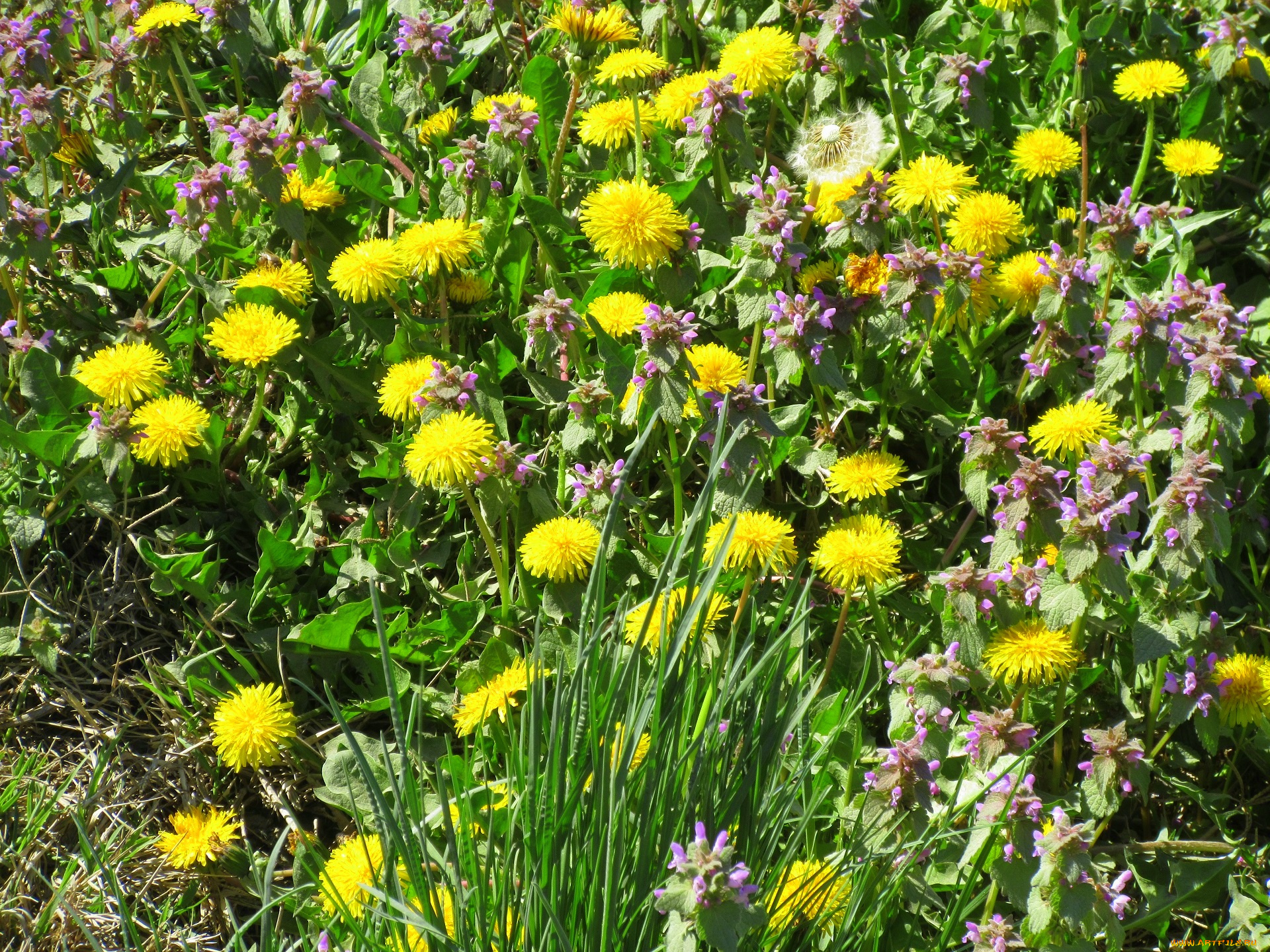 цветы, луговые, , полевые, , цветы, весна, 2018, апрель