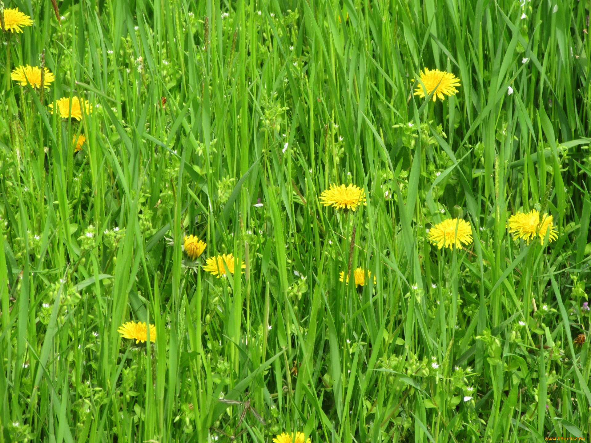 цветы, одуванчики, весна, 2018, апрель