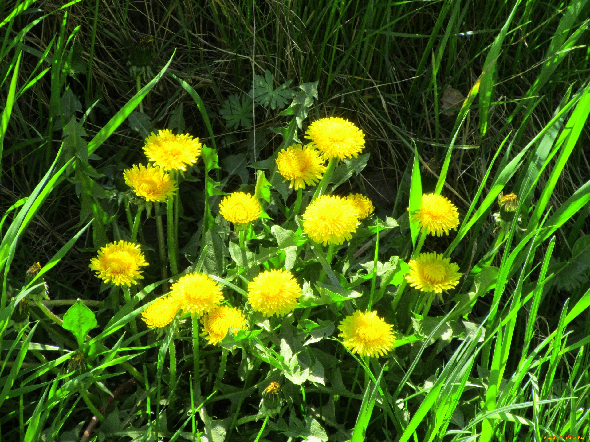 цветы, одуванчики, весна, 2018, апрель