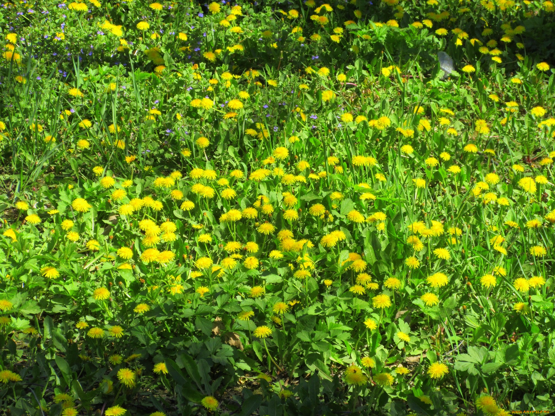 цветы, одуванчики, весна, 2018, апрель