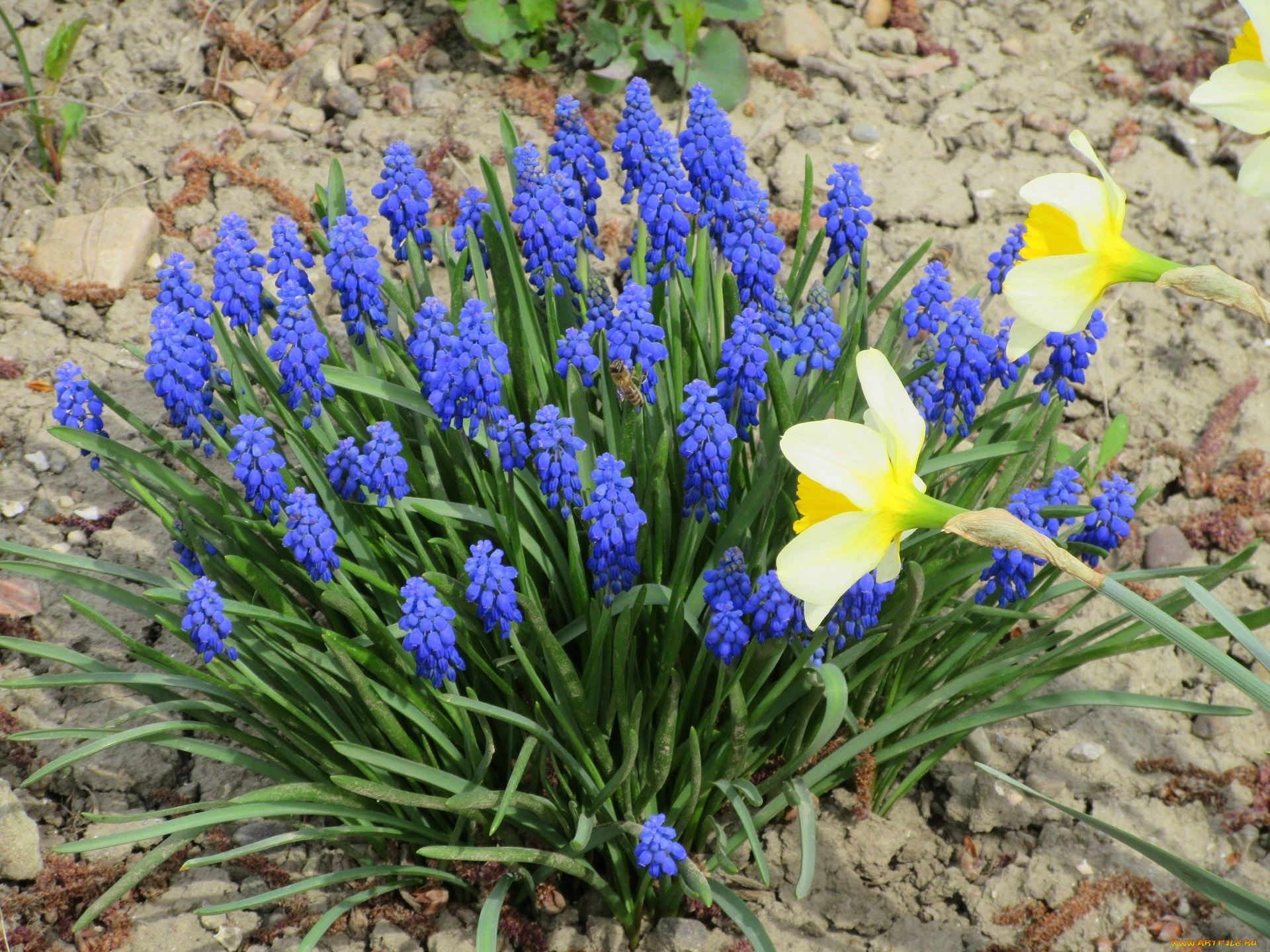 цветы, разные, вместе, весна, 2018, апрель