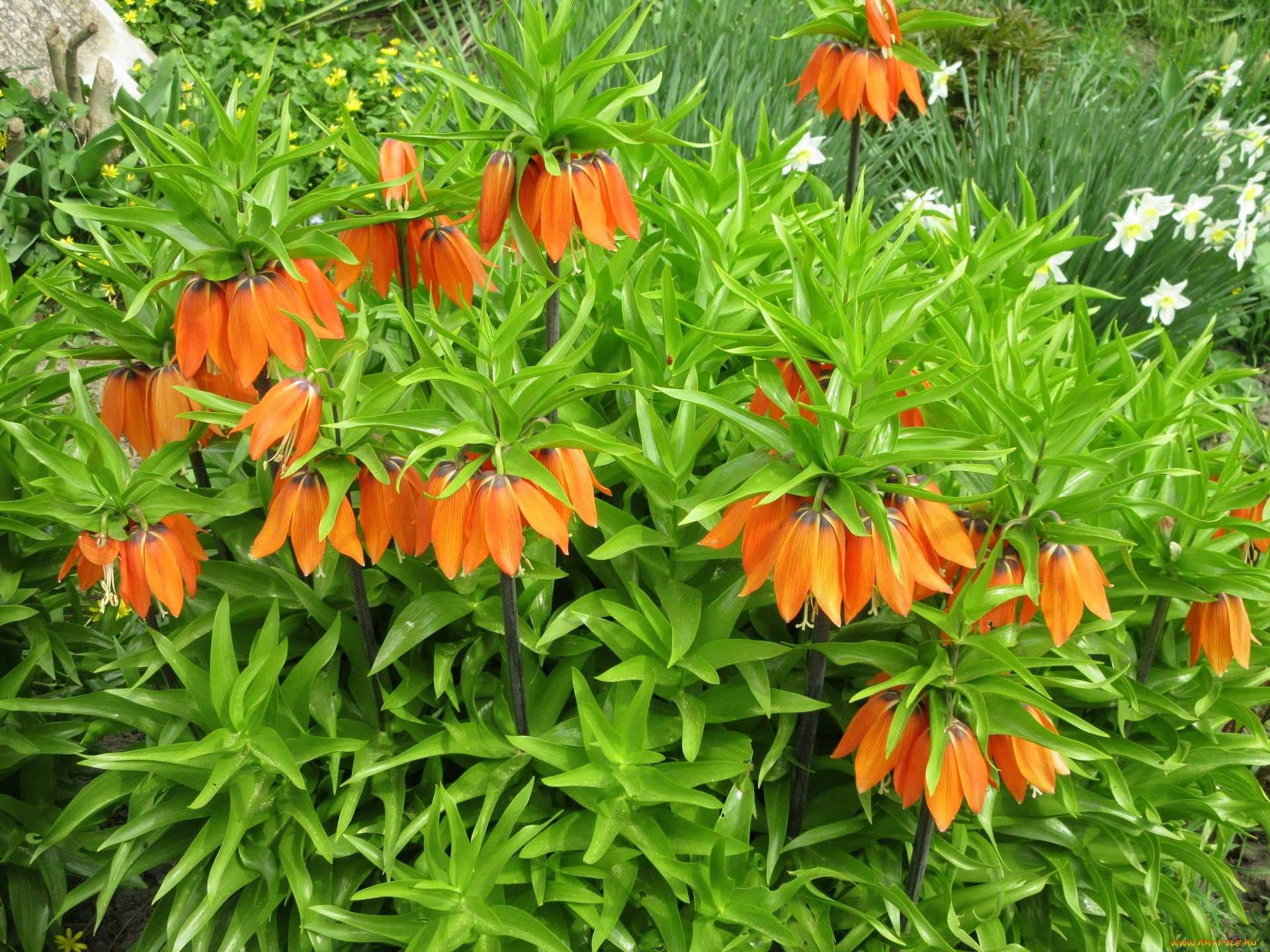 цветы, рябчики, весна, 2018, апрель