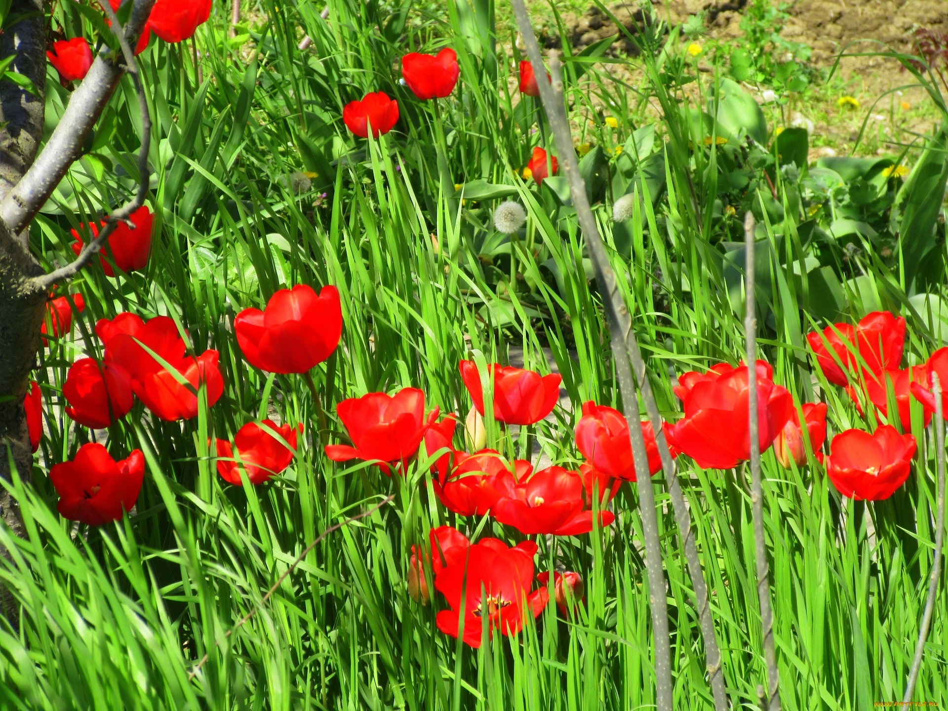 цветы, тюльпаны, весна, 2018, апрель
