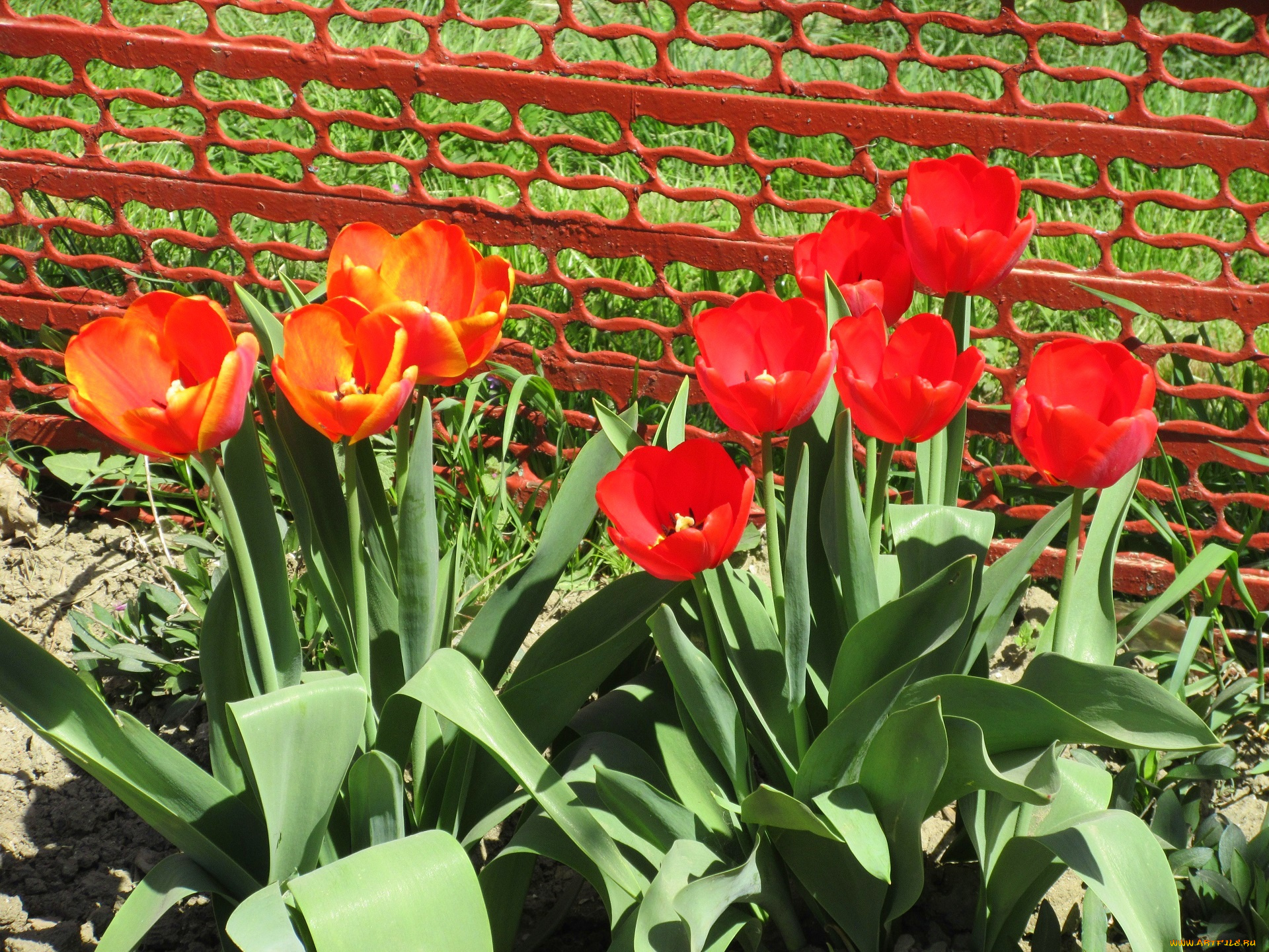 цветы, тюльпаны, весна, 2018, апрель