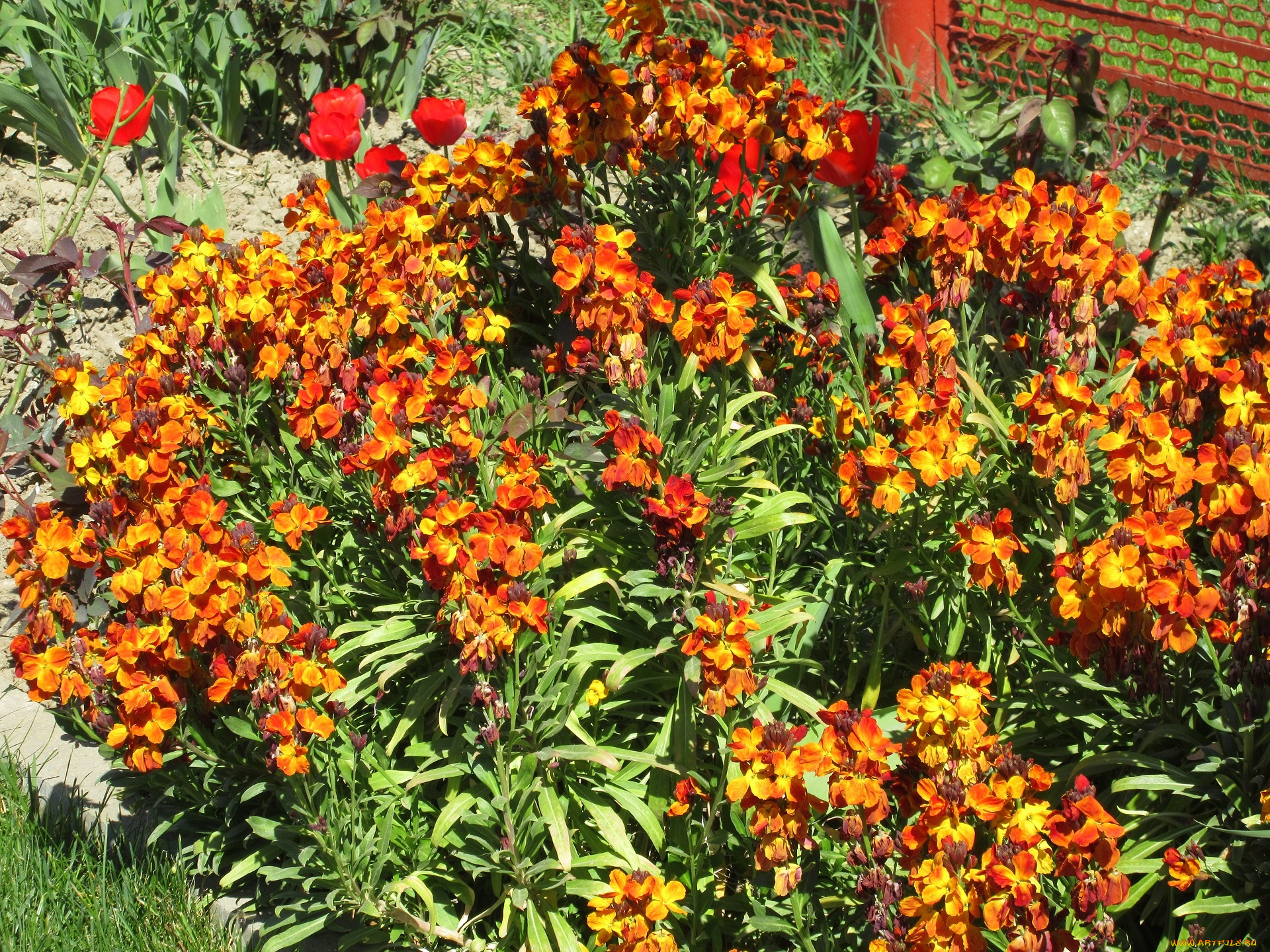 цветы, весна, 2018, апрель