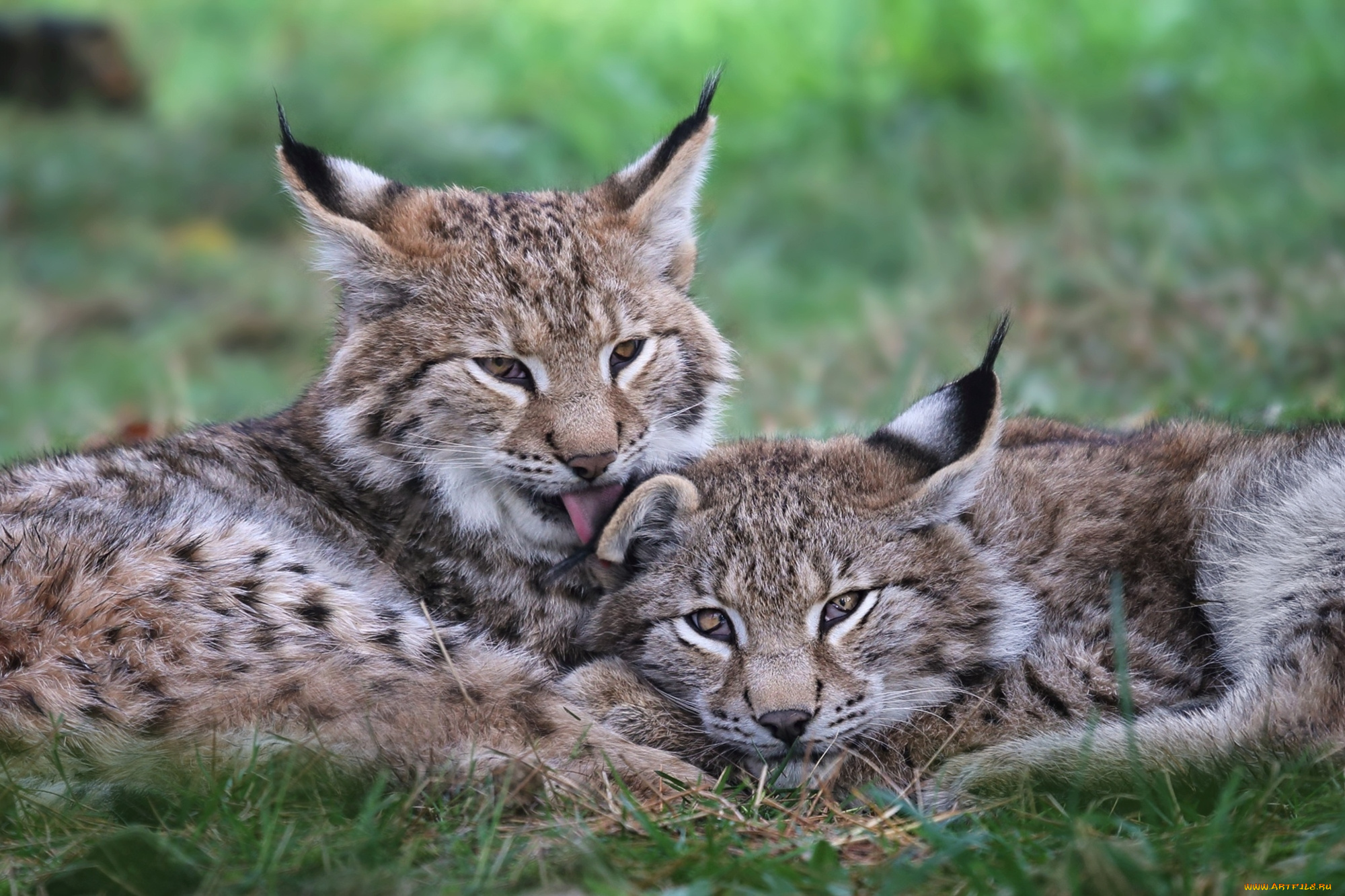 рыси, животные, хищники, пара