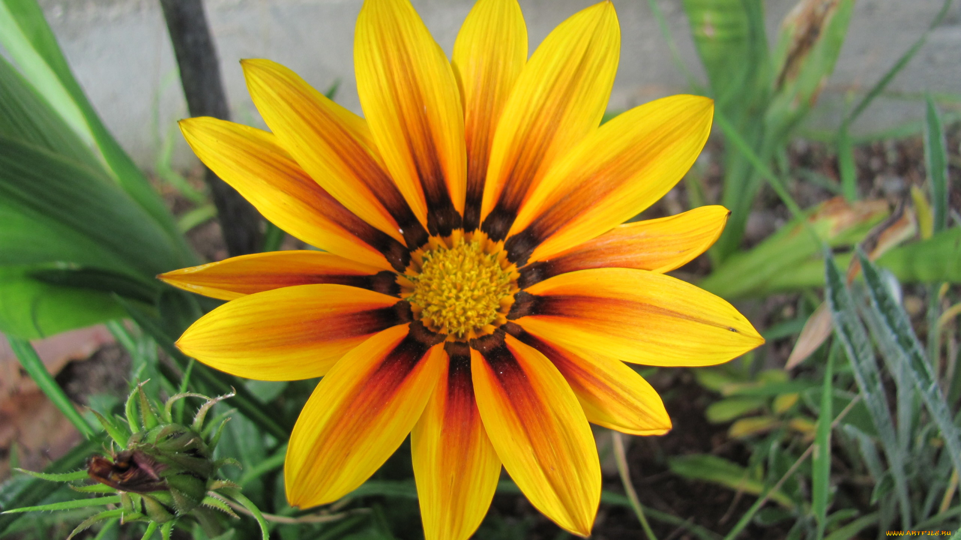 цветы, газания, желтая, макро