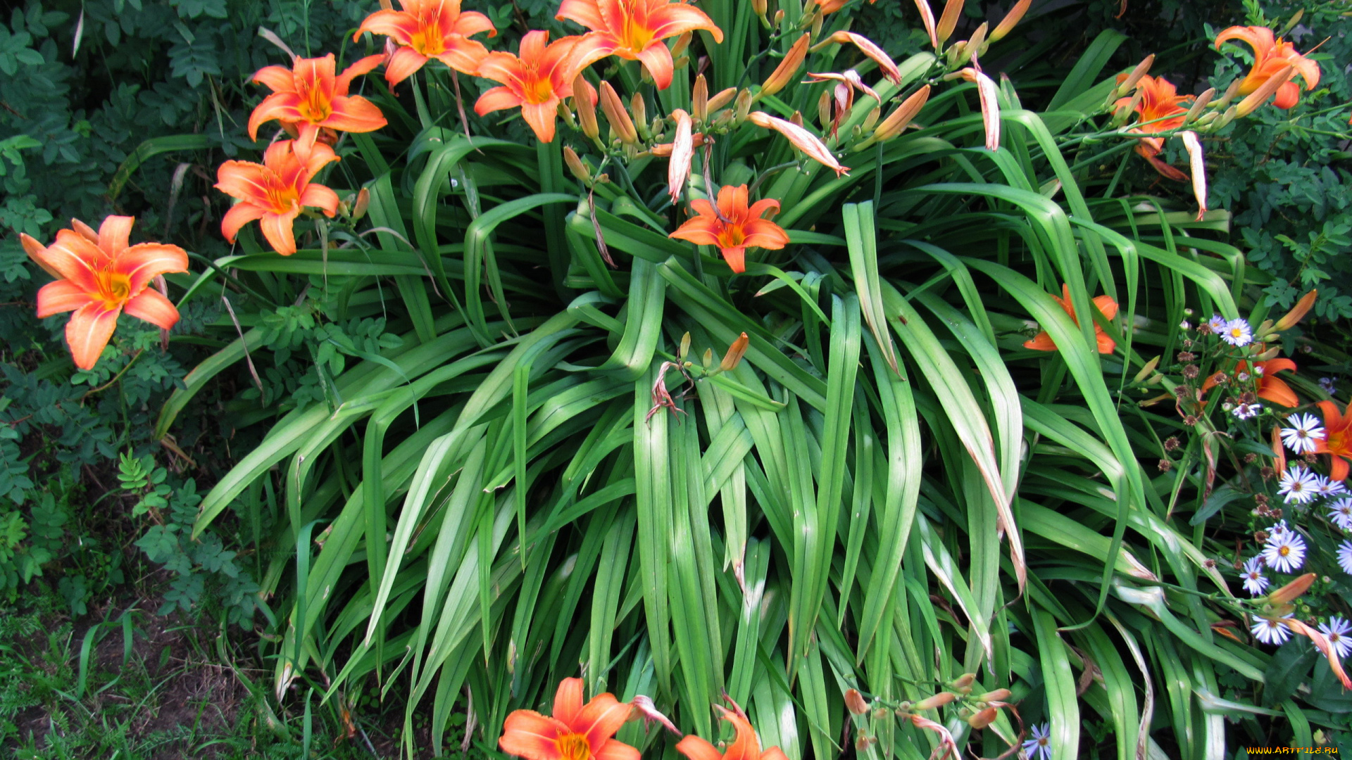 цветы, лилии, , лилейники, куст, лилейник, персиковый