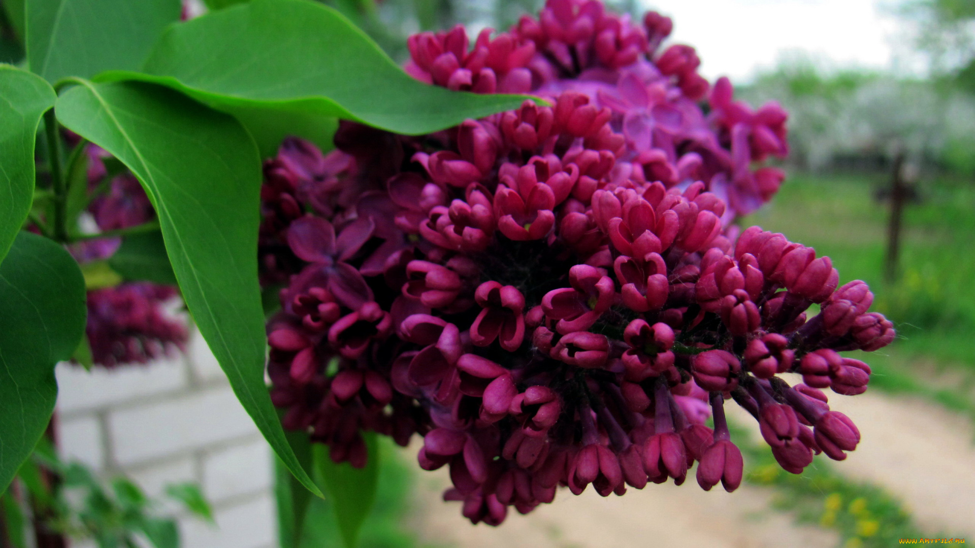 цветы, сирень, лиловая, ветка