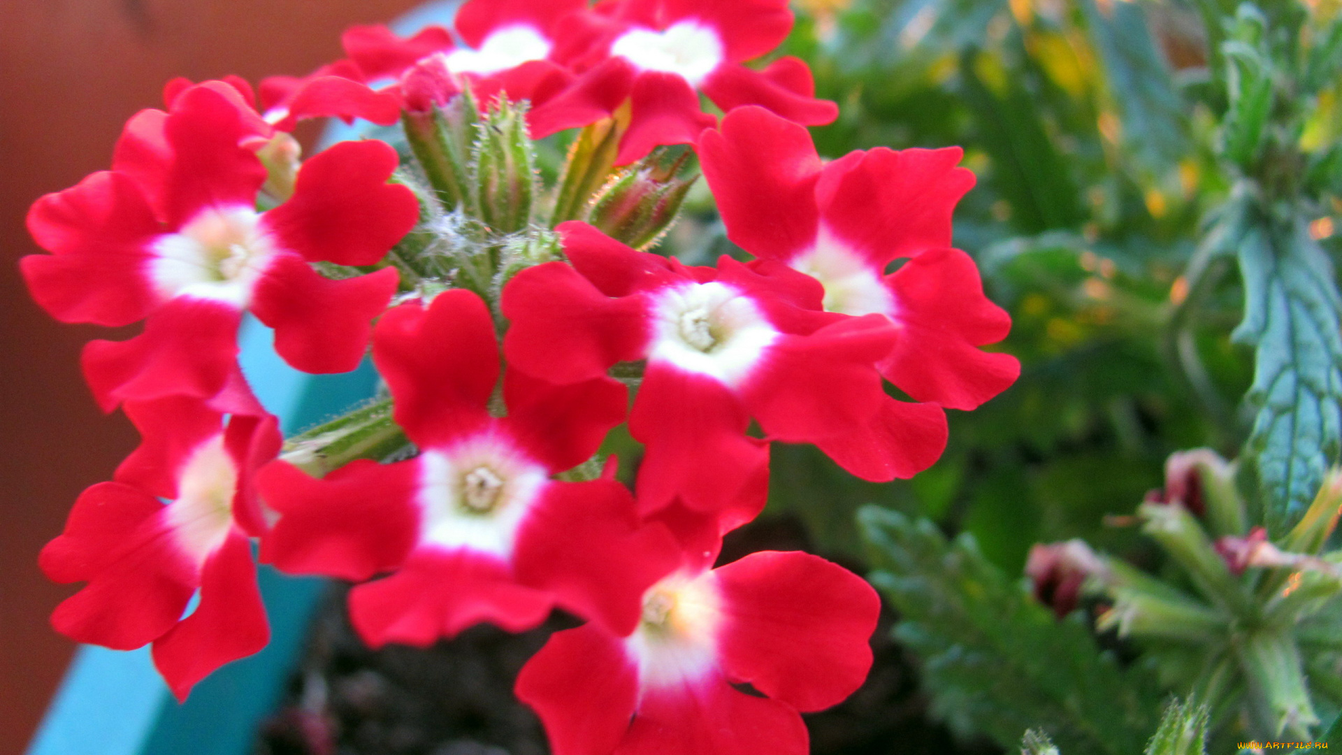 цветы, вербена, алая, макро