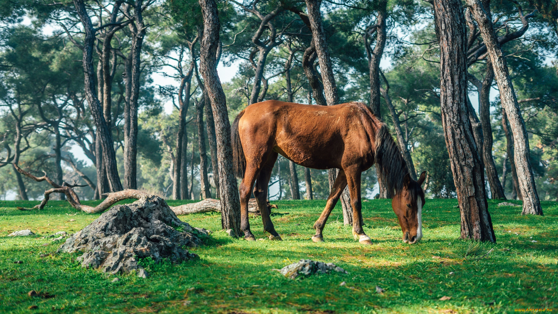 животные, лошади, лошадь, гнедая, лес, камни