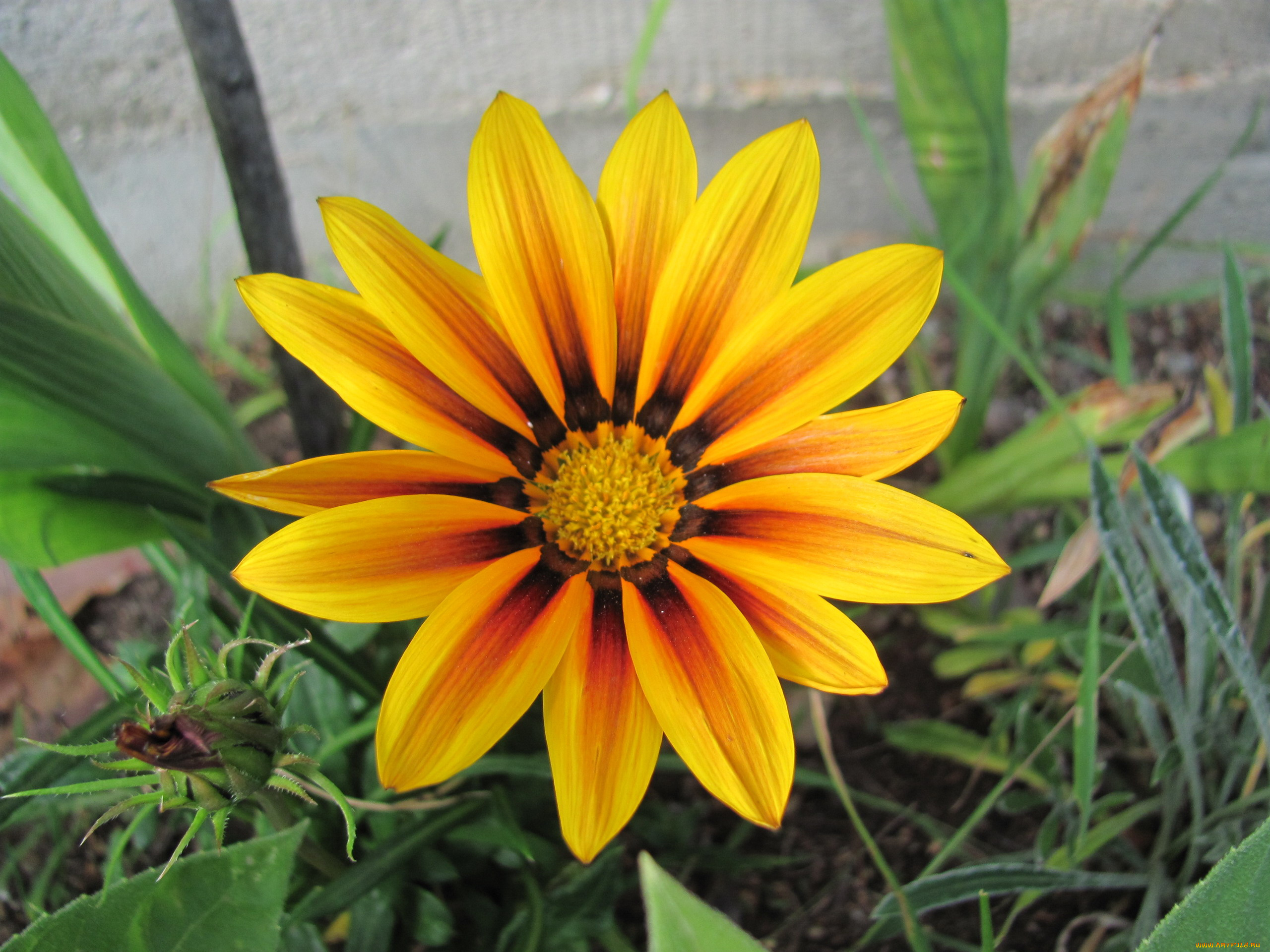 цветы, газания, желтая, макро