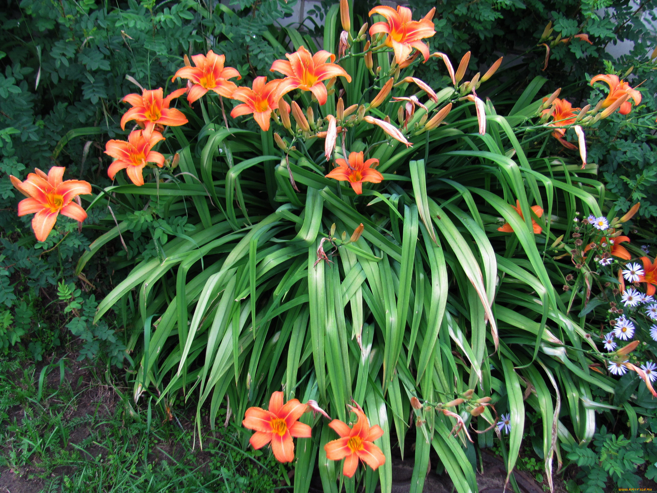 цветы, лилии, , лилейники, куст, лилейник, персиковый