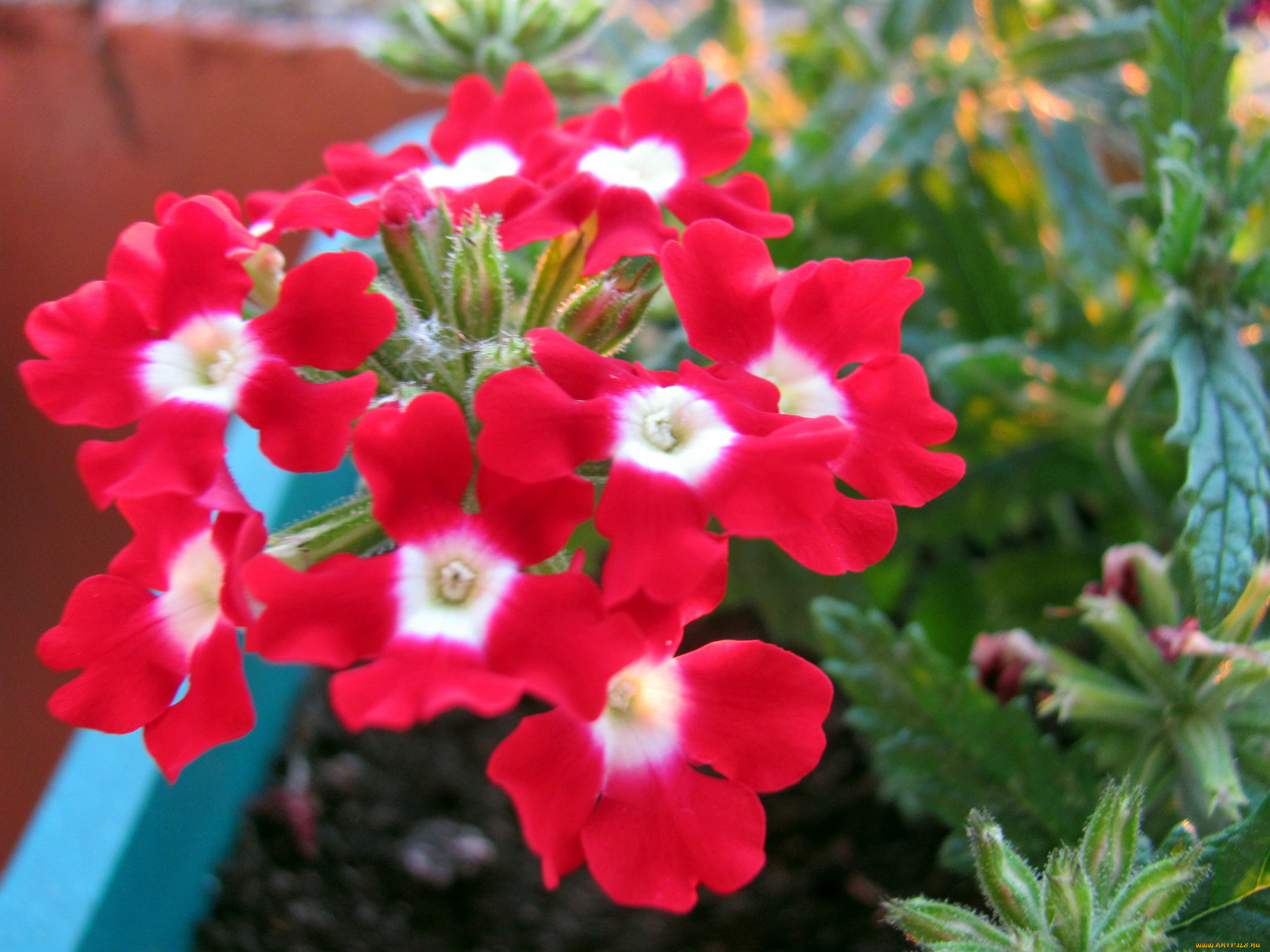 цветы, вербена, алая, макро