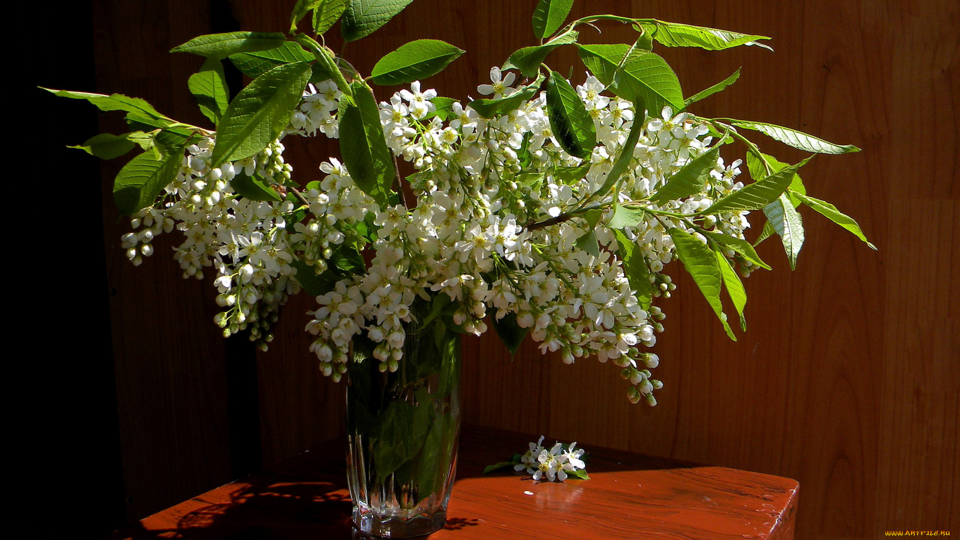 цветы, черемуха, весна, букет, ваза