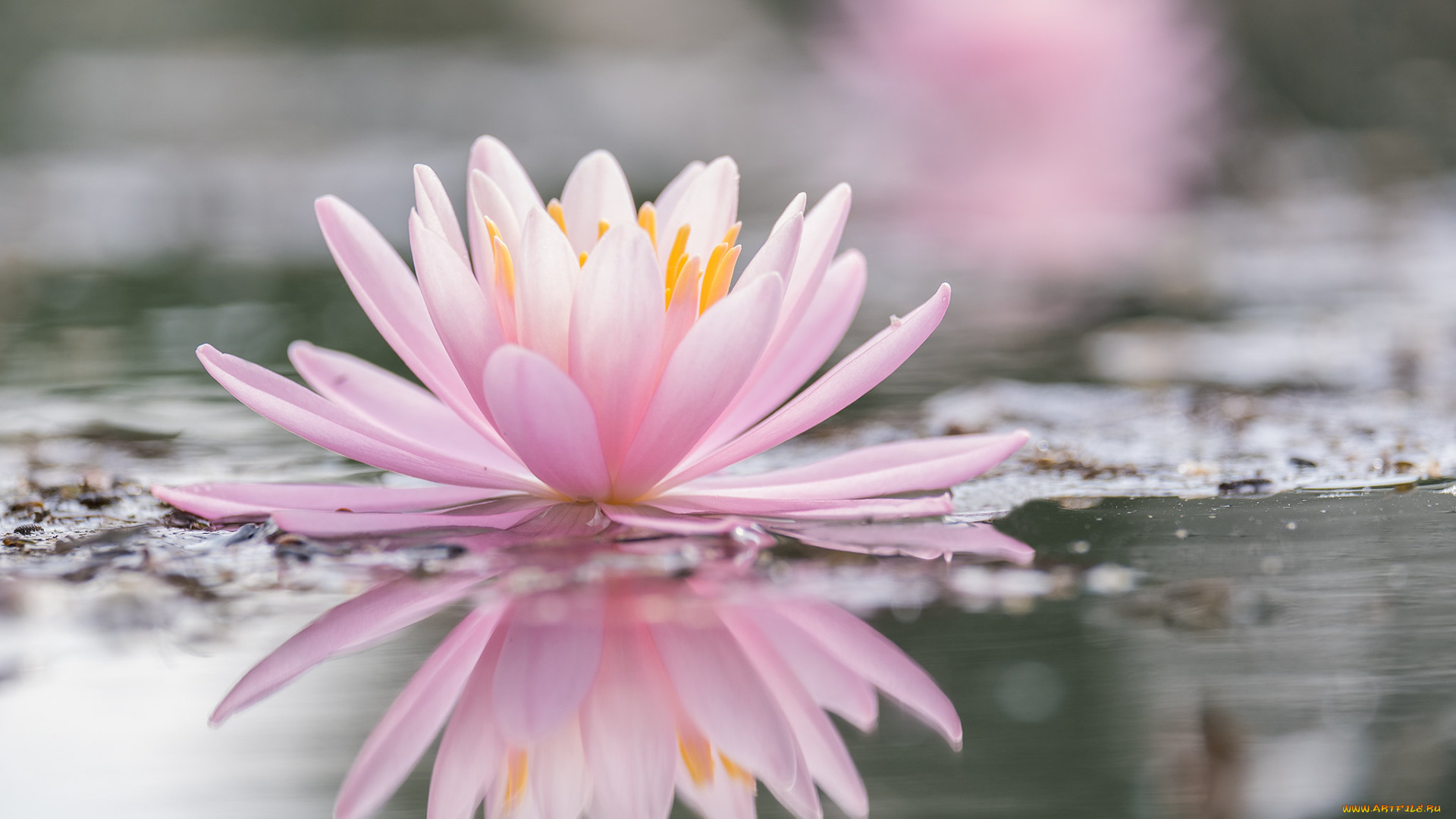 цветы, лилии, водяные, , нимфеи, , кувшинки, розовый