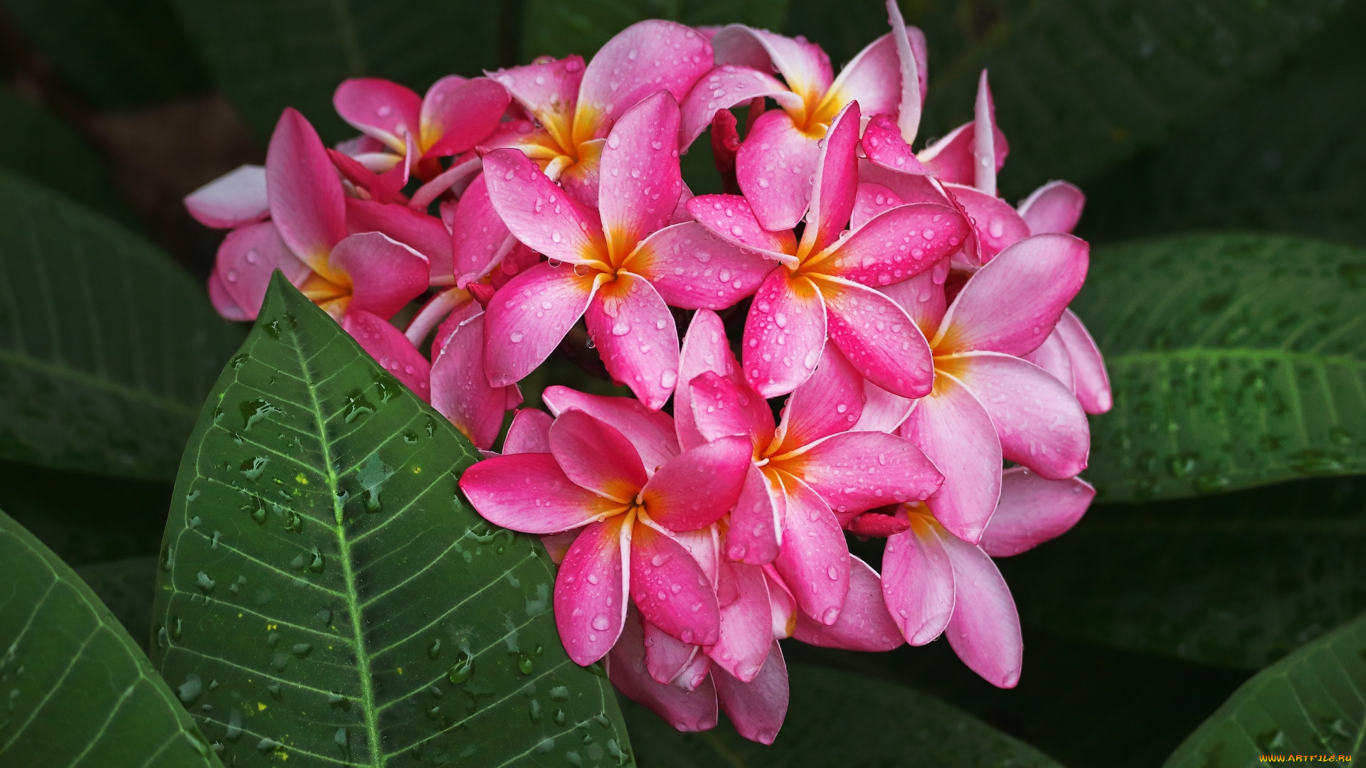 цветы, плюмерия, розовая, макро, капли